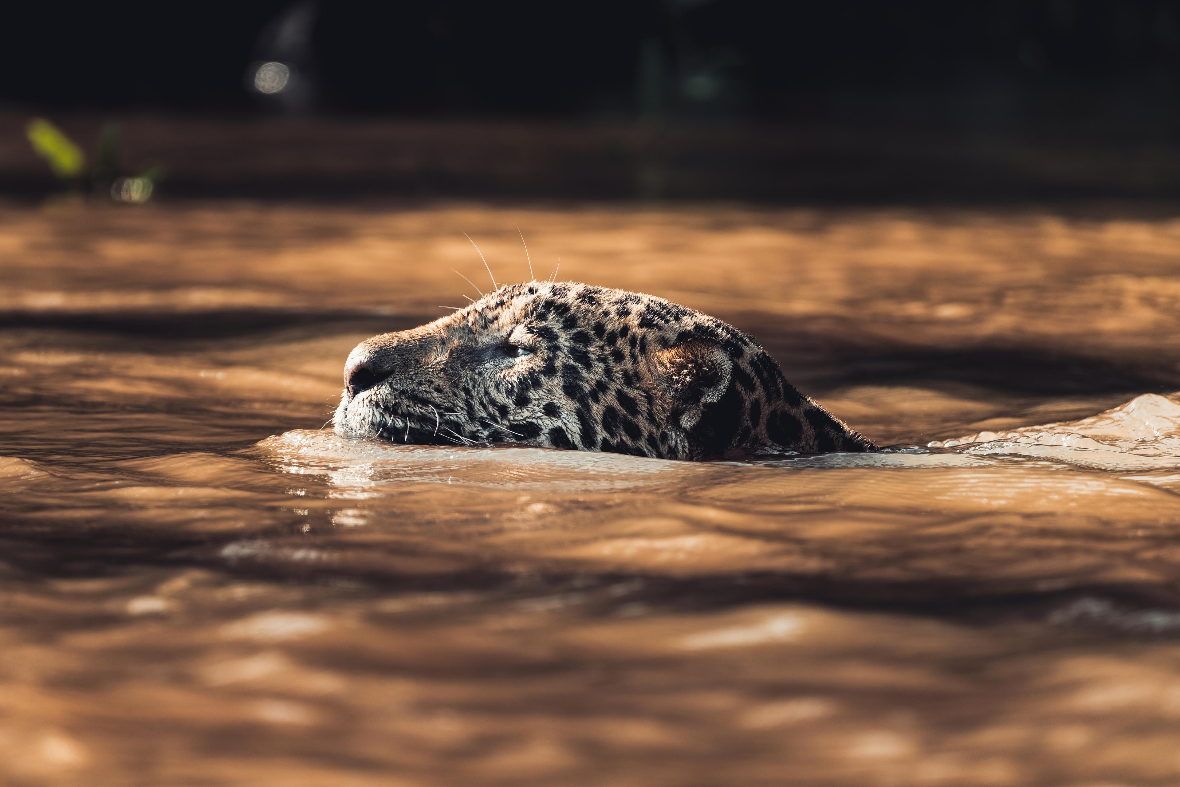 Jaguar zwemt