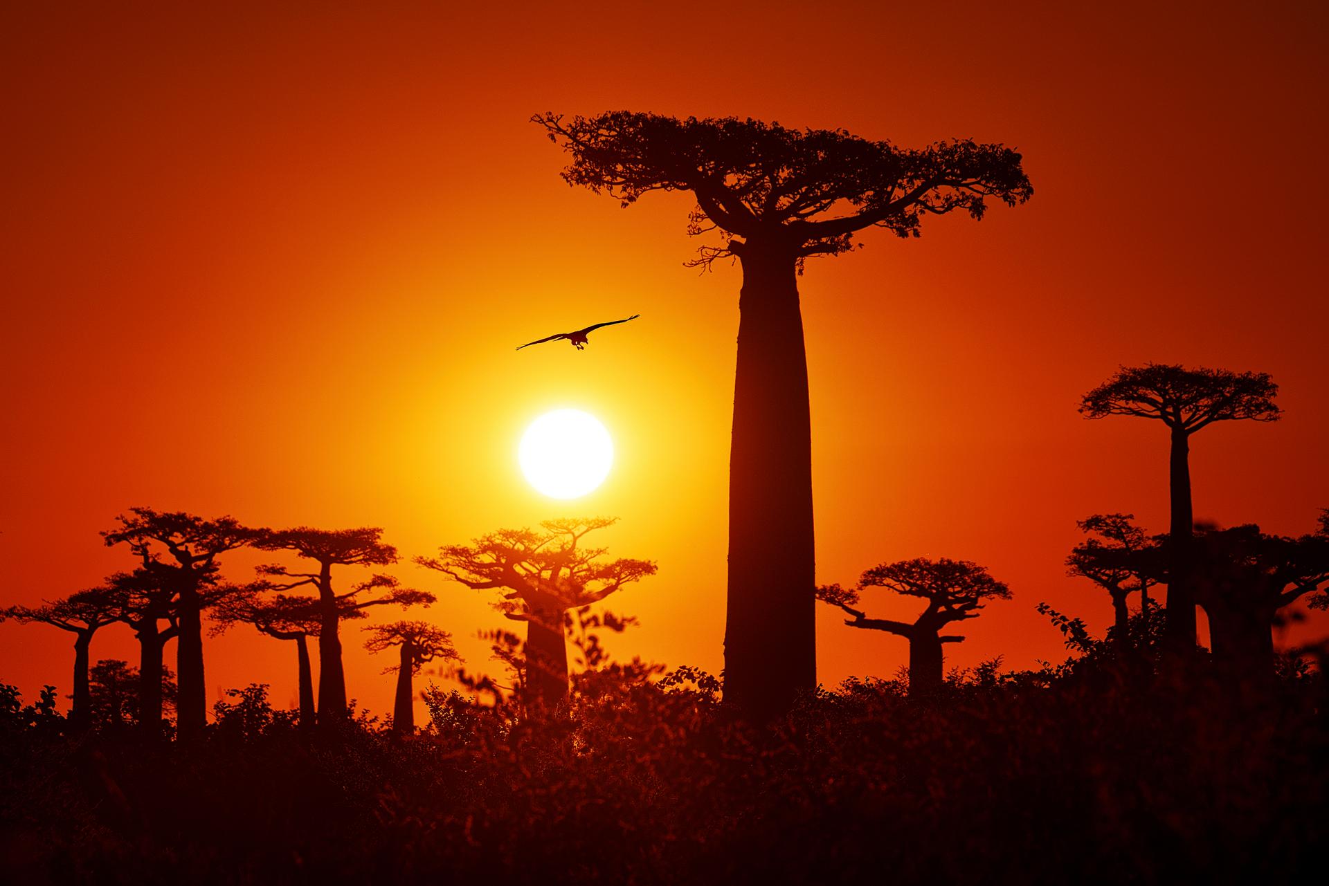 Boabab bomen in Madagasker, zonsondergang
