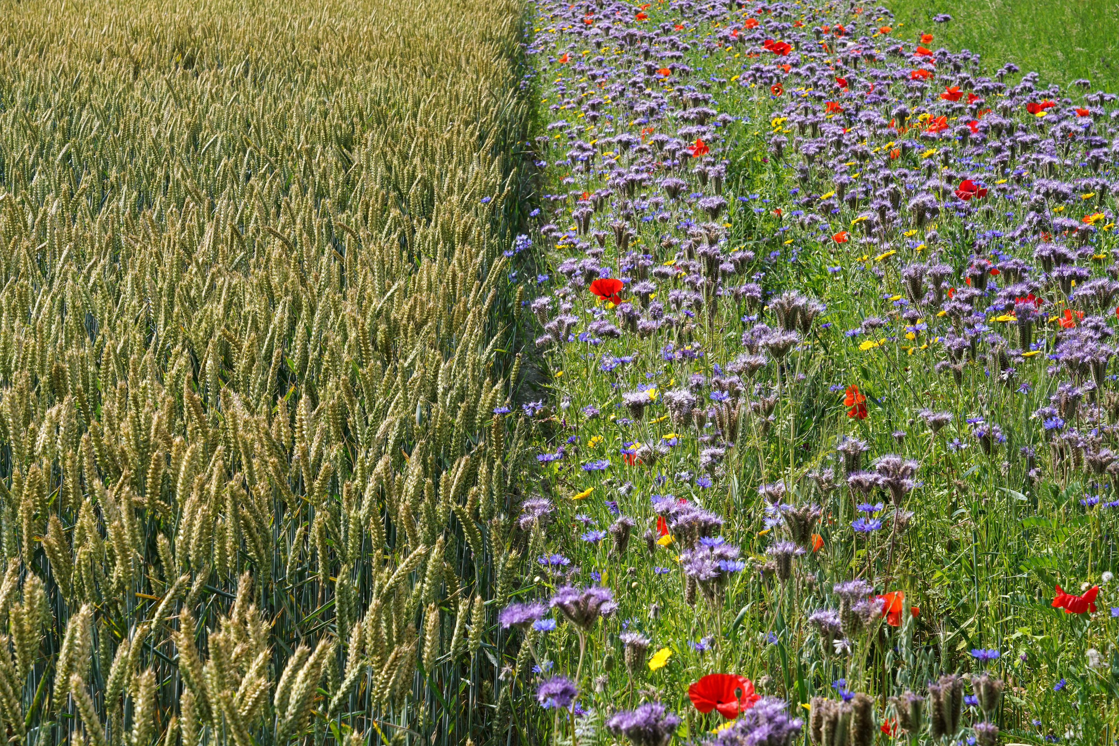Bloemrijke akkerrand van een tarweveld bij Wieringerwaard
