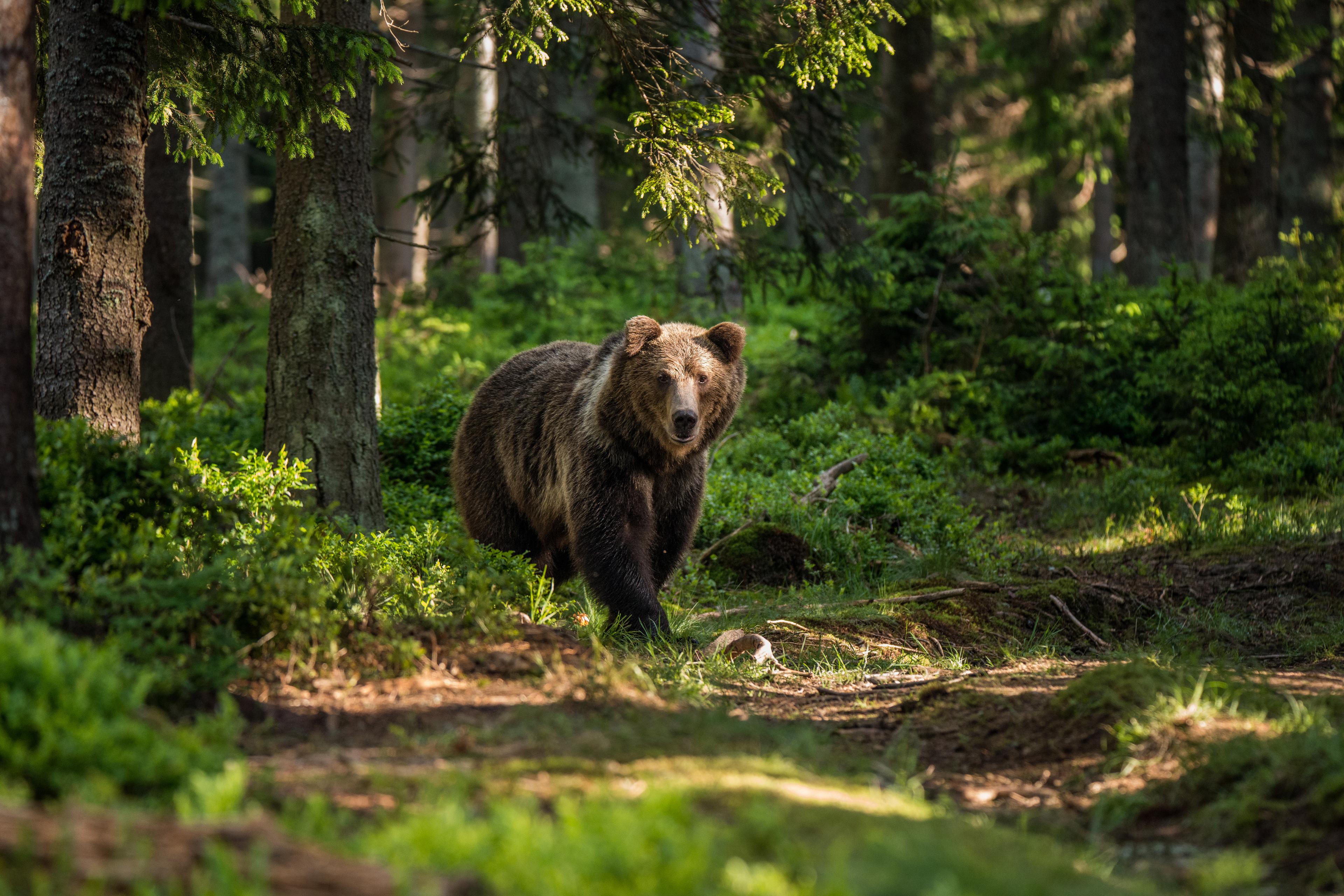 Bruine beer (Ursus arctos) in het Kremnické vrchy-gebergte in Slowakije.