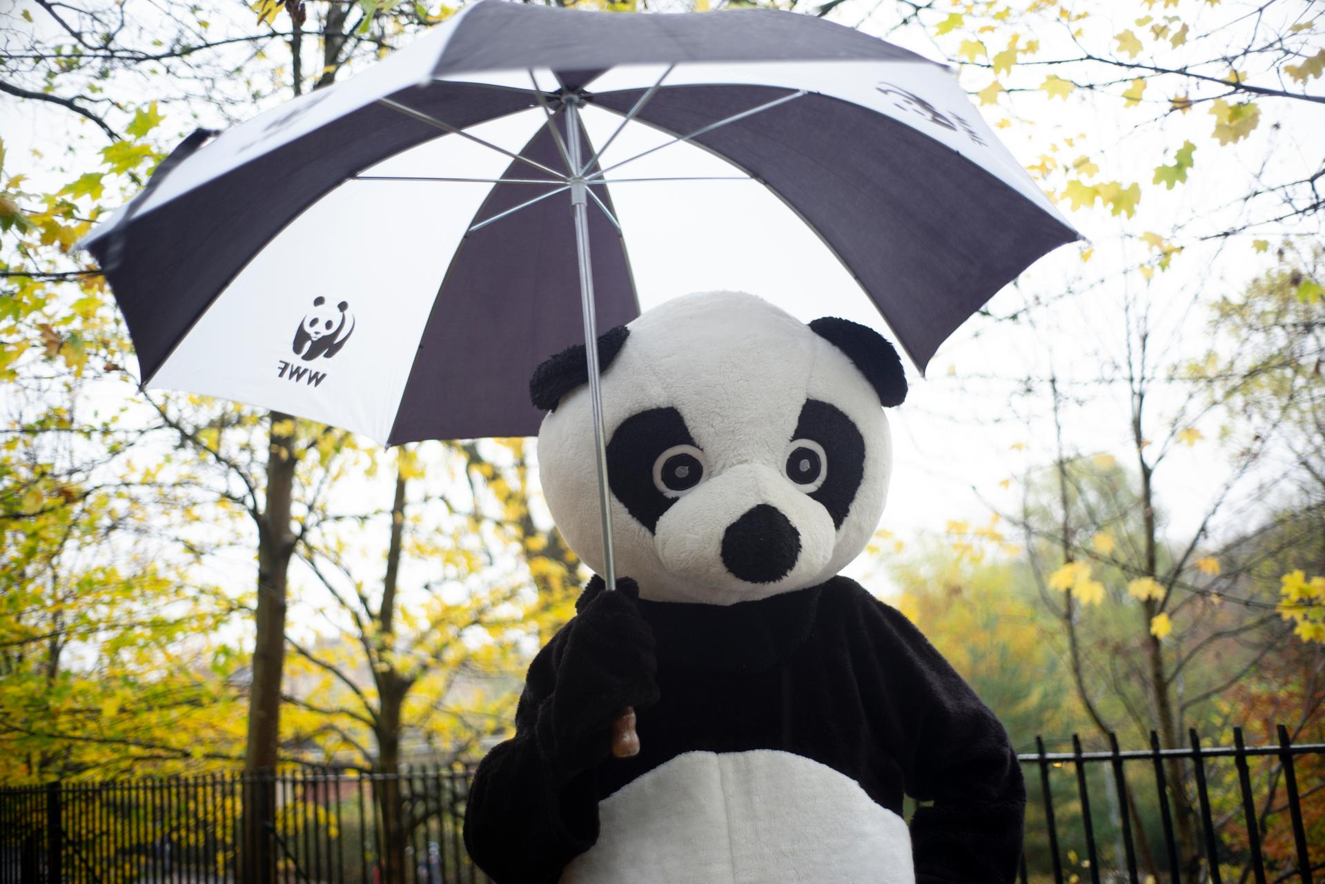 Panda-mascotte met paraplu