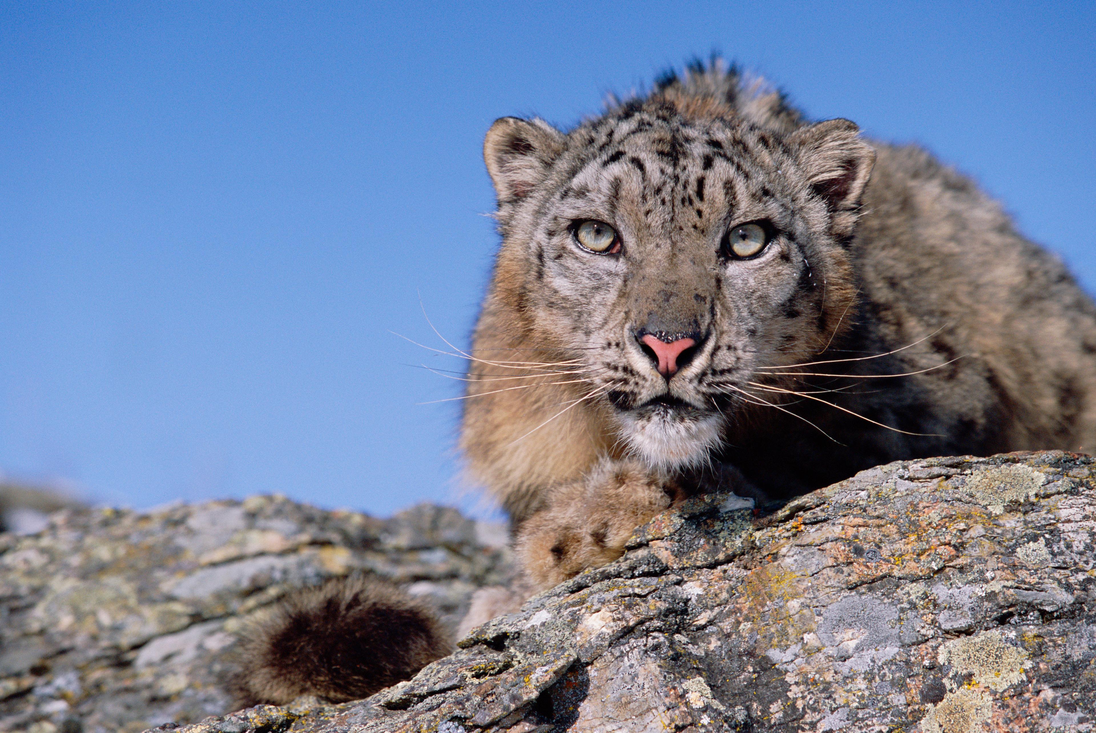 Portret van een sneeuwluipaard (Panthera uncia) in gevangenschap.