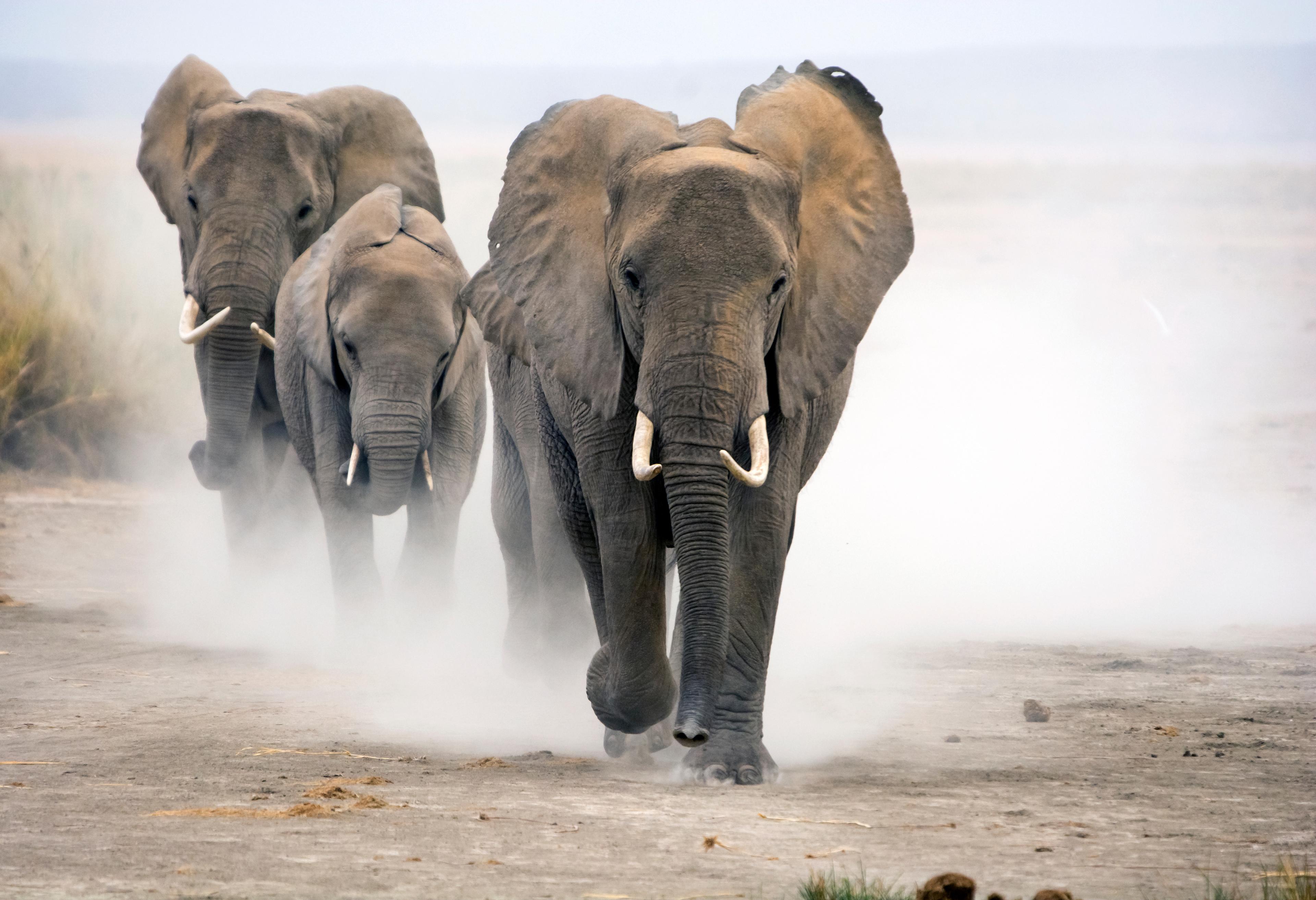 Drie Afrikaanse olifanten