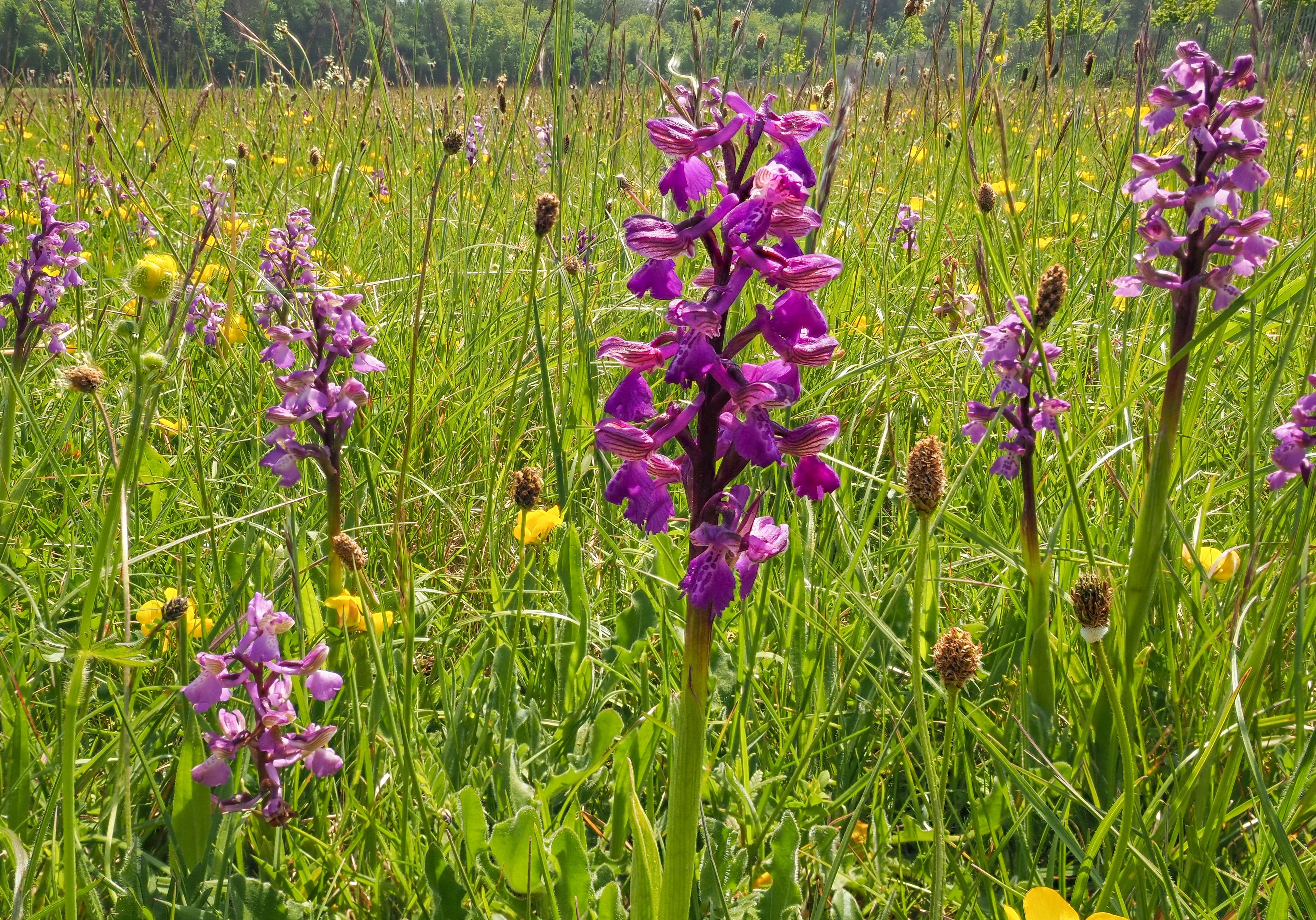 Harlekijn orchidee, paars, bloem in het veld