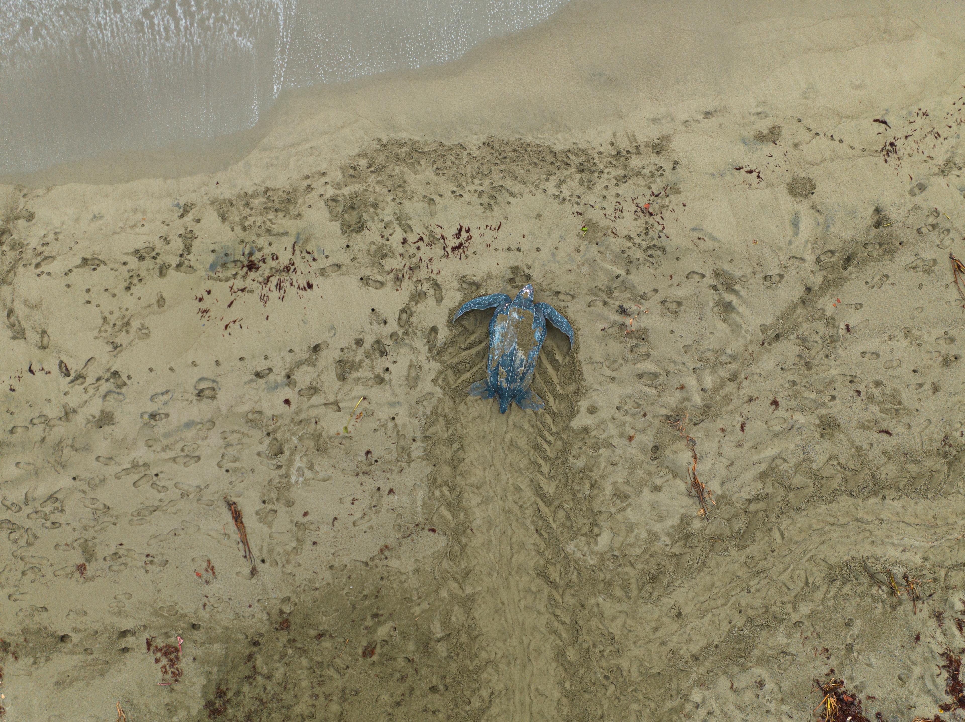 Lederschildpad op het strand in Colombia
