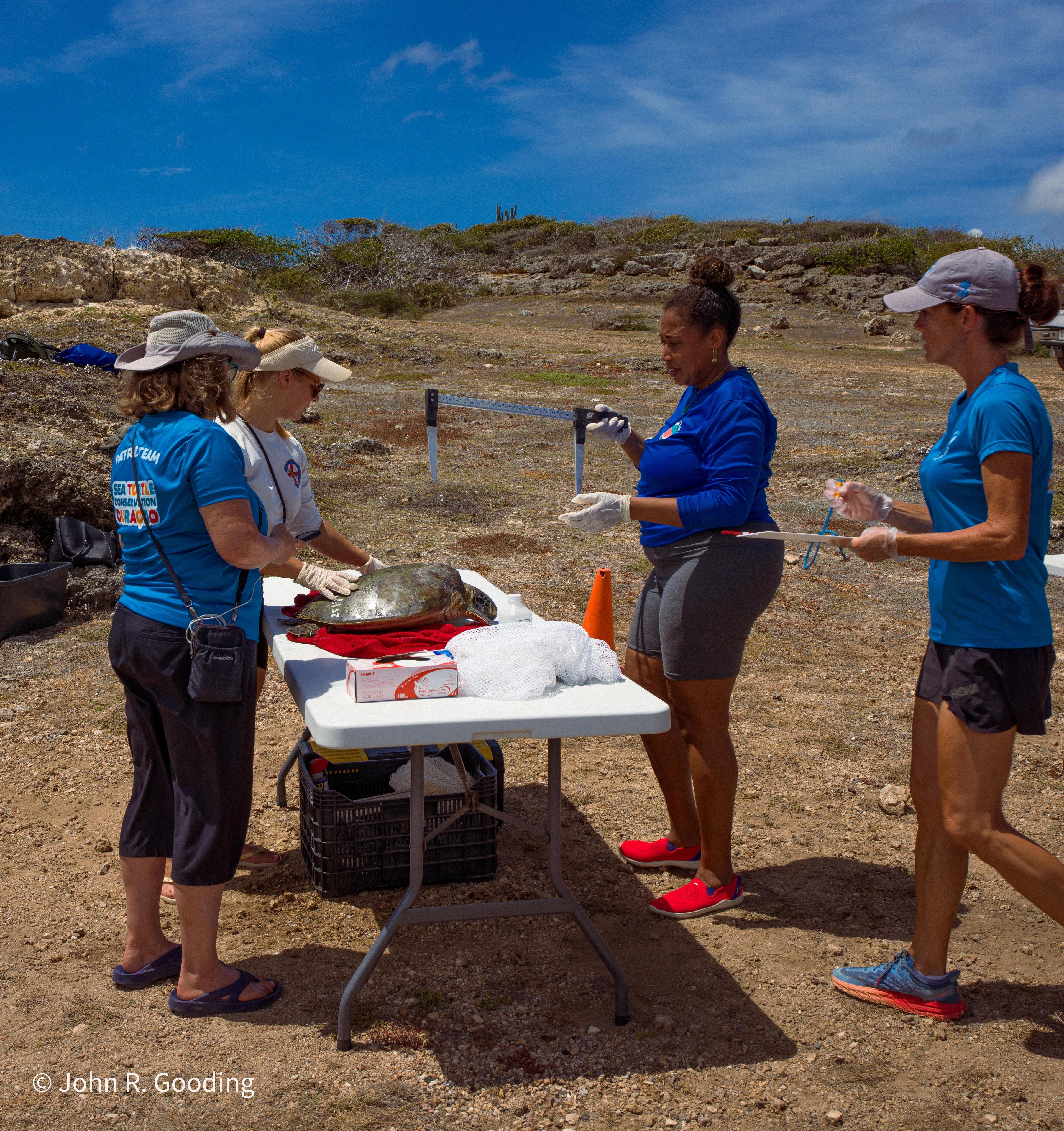 Zeeschildpad meten op Curacao