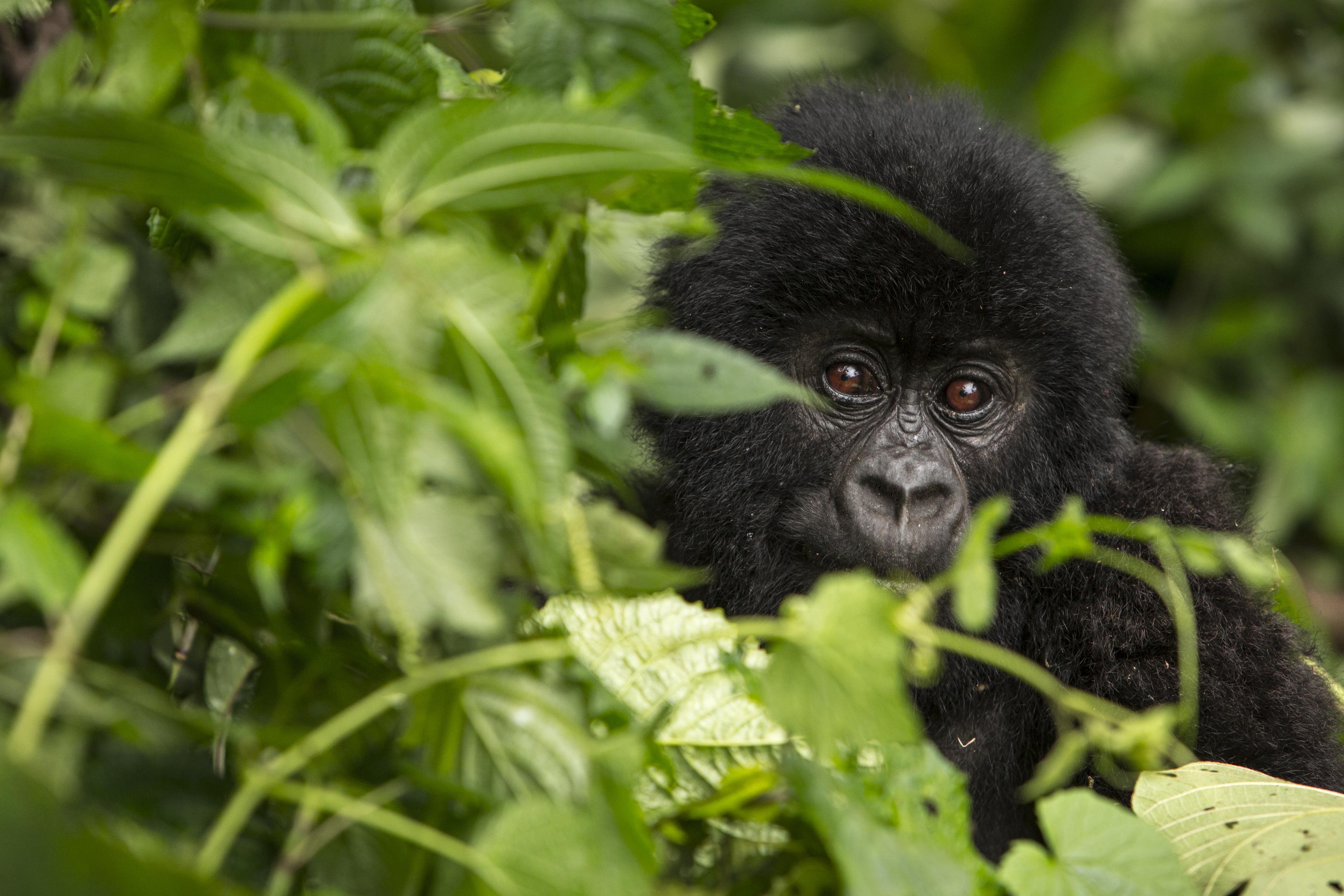 Jonge berggorilla in Virunga Nationaal Park, Congo