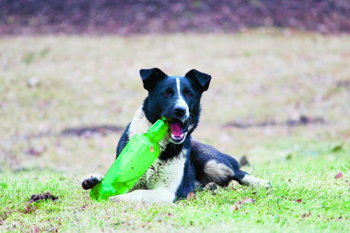 Hond met fles