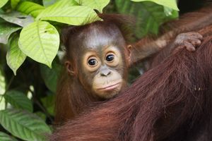 Orang-oetan baby WW24395