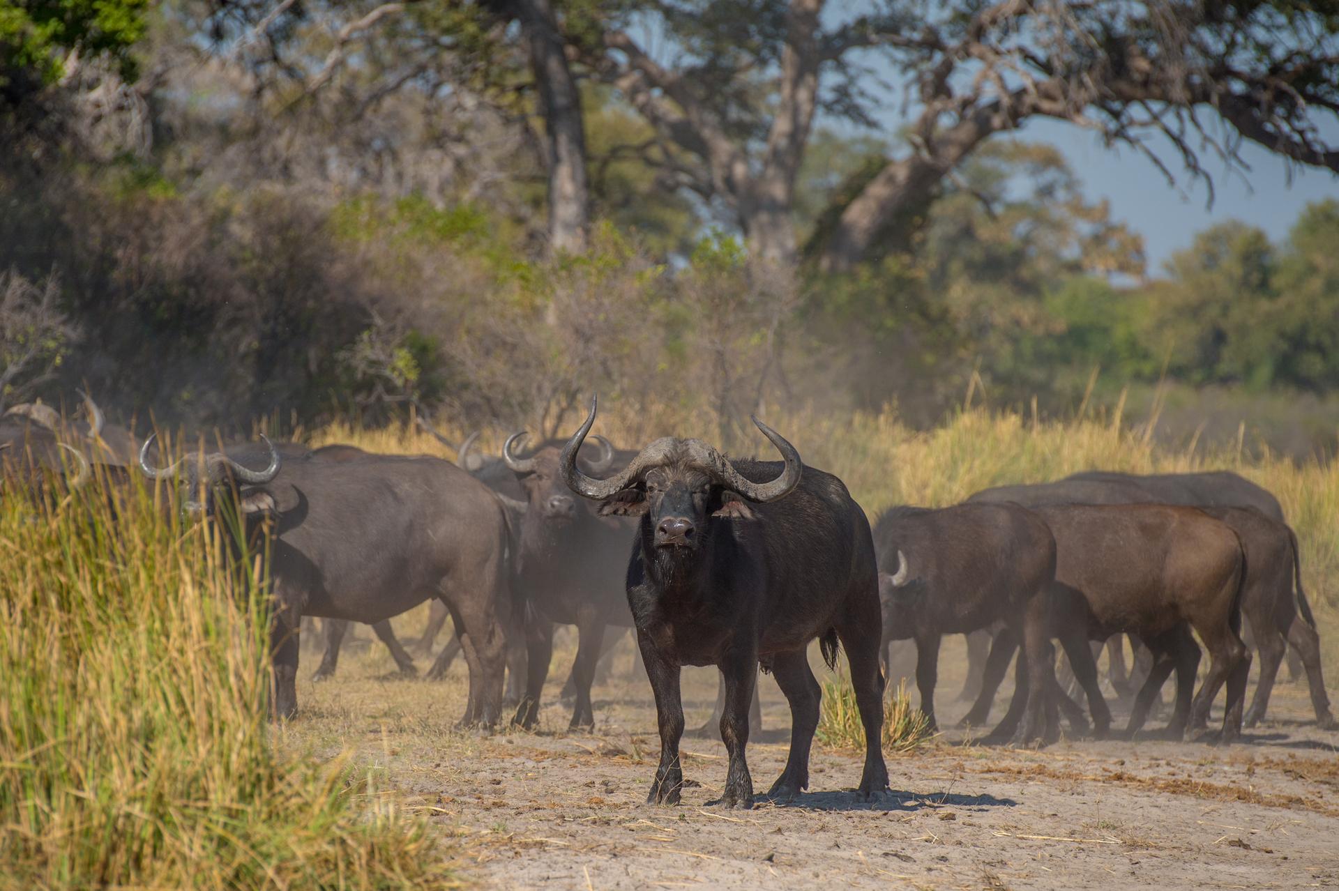 Kudde buffels in Namibië