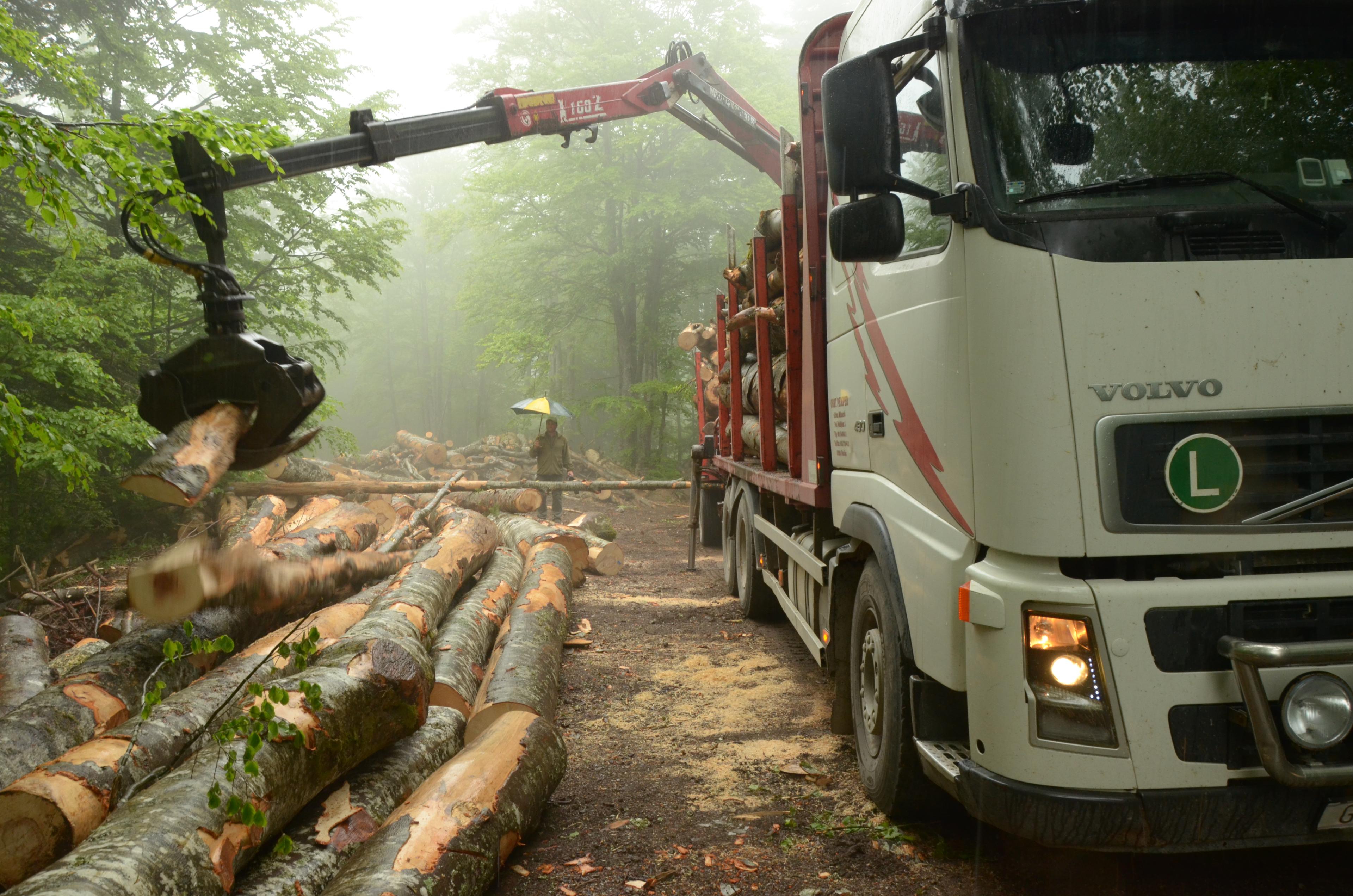 Houtkap