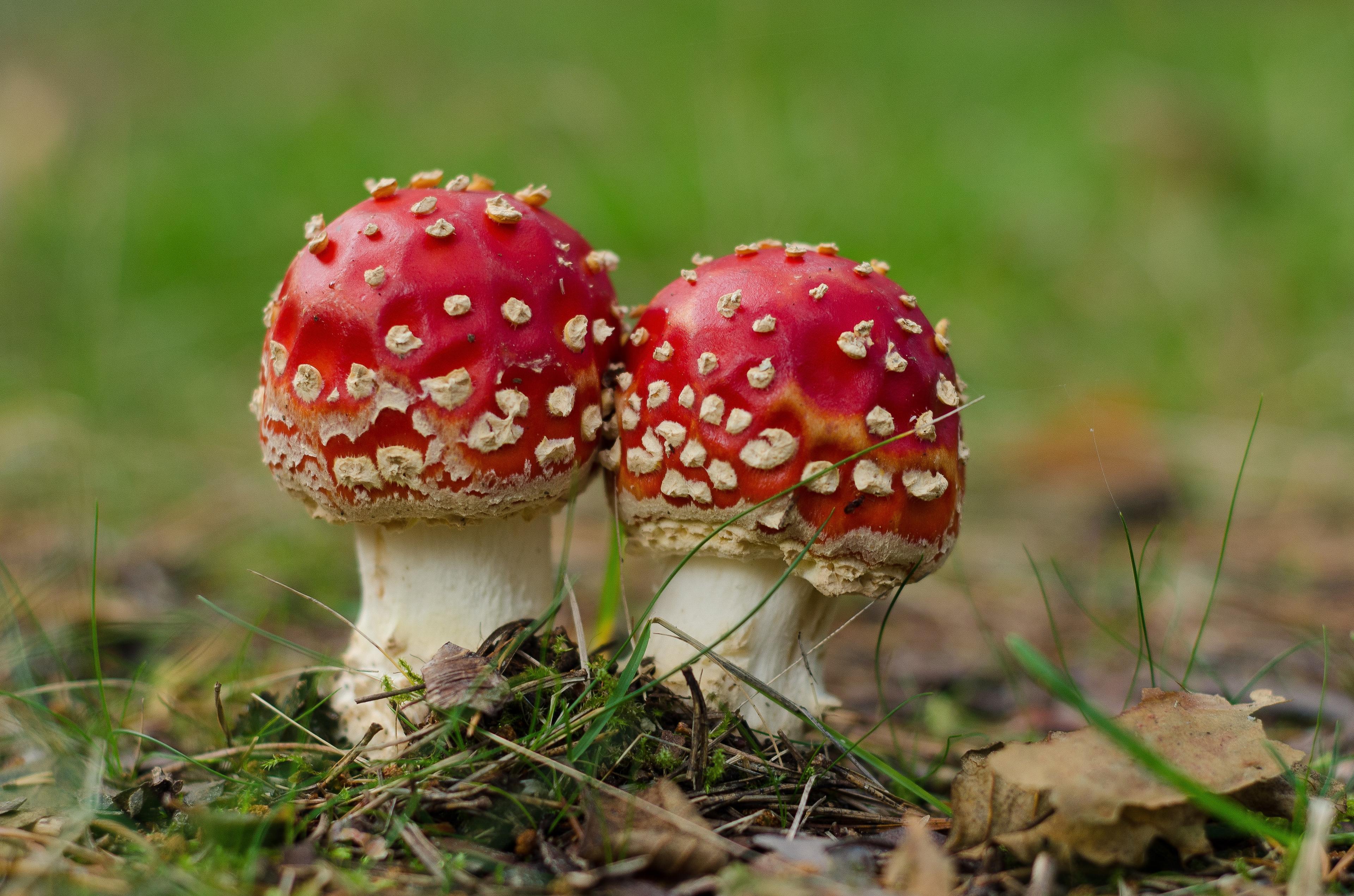 Twee rode met witte stippen paddenstoelen