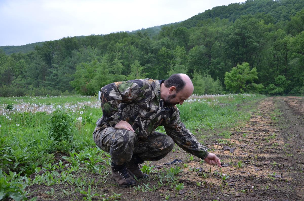 Directeur WWF Rusland toont Koreaanse dennenboompjes bij een herbossingsproject