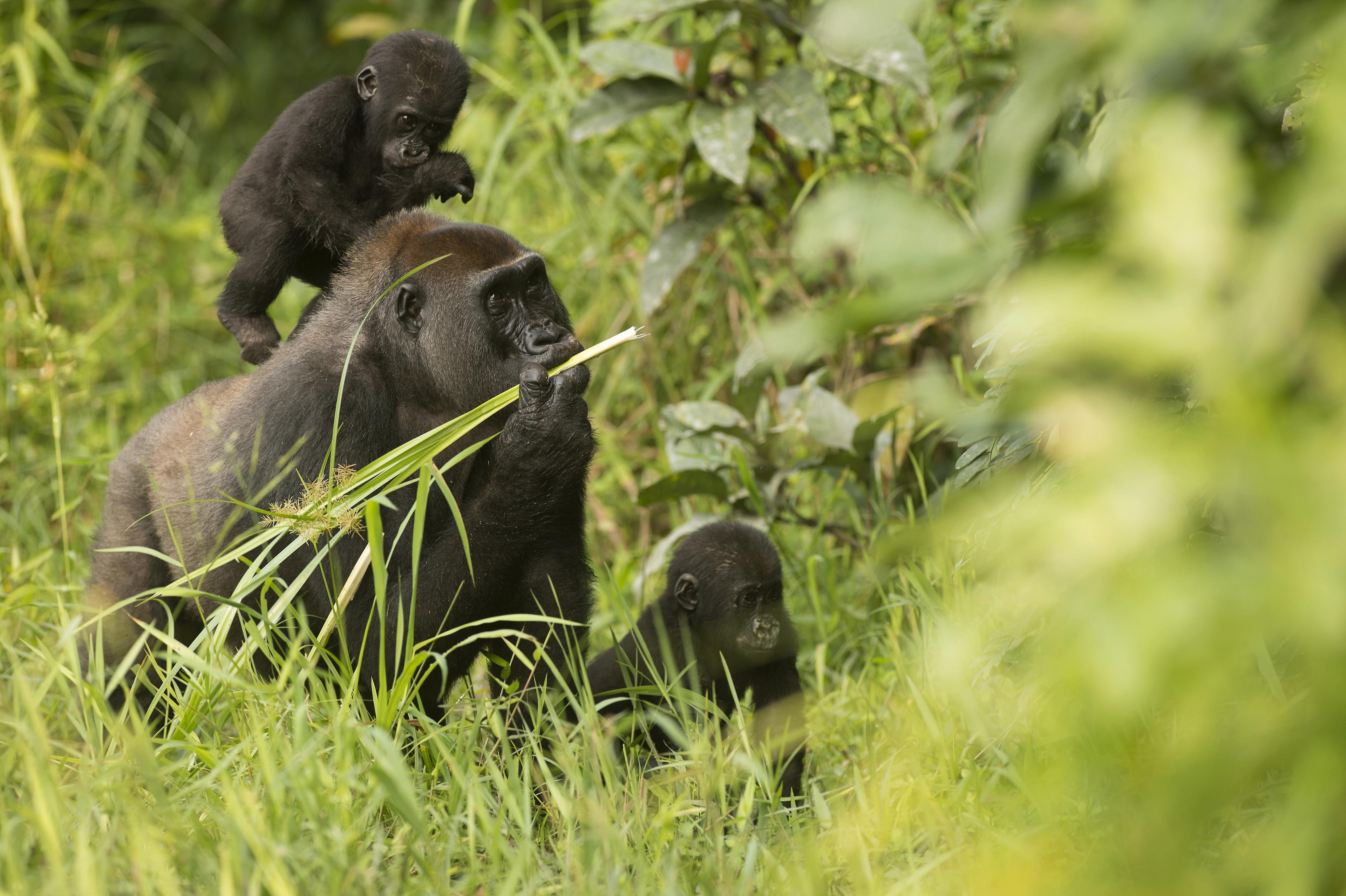 Silverback Makumba met twee kleintjes in Dzanga Sanga