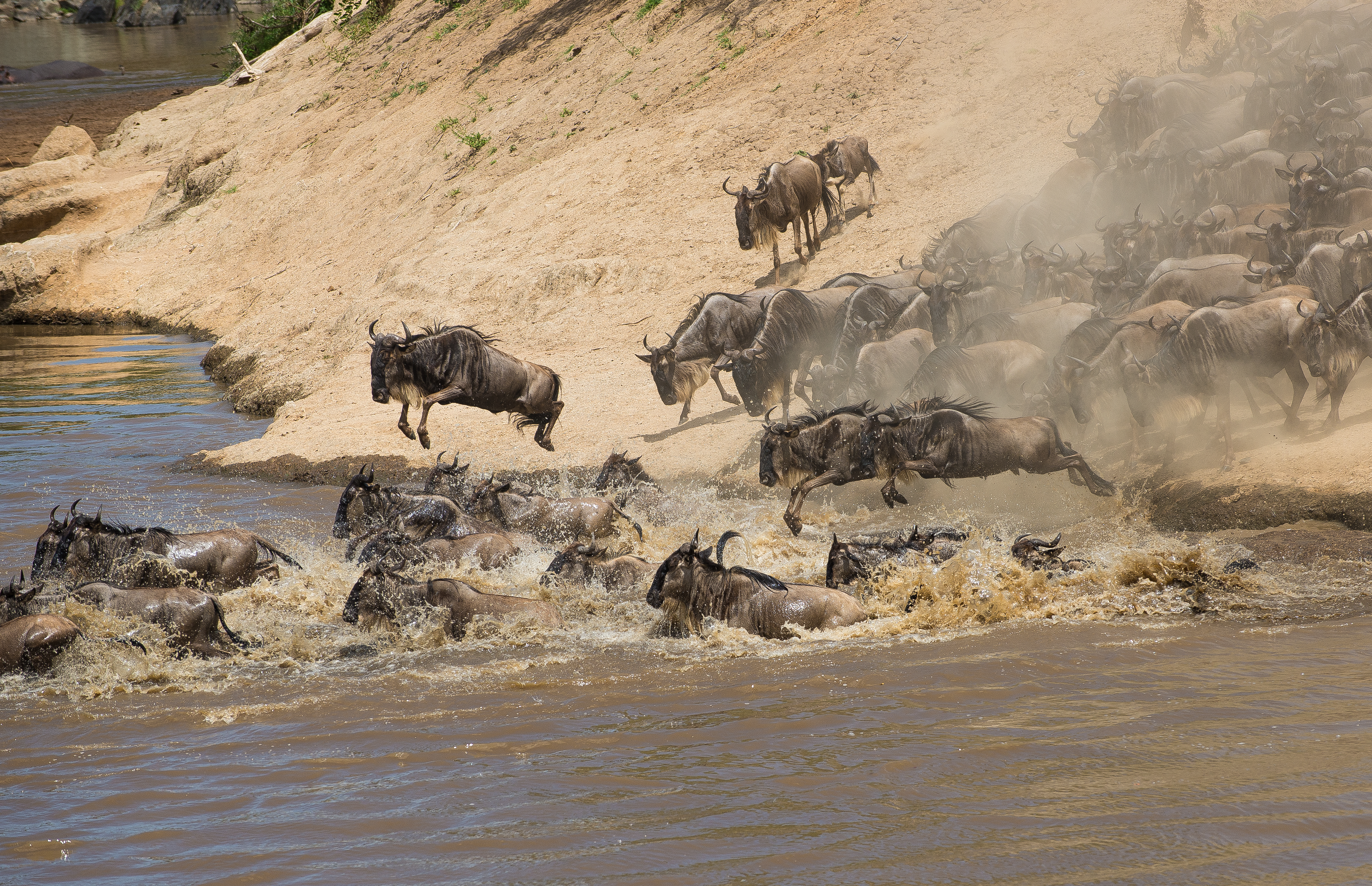 Gnoes springen in het water, Kenia WW1113511