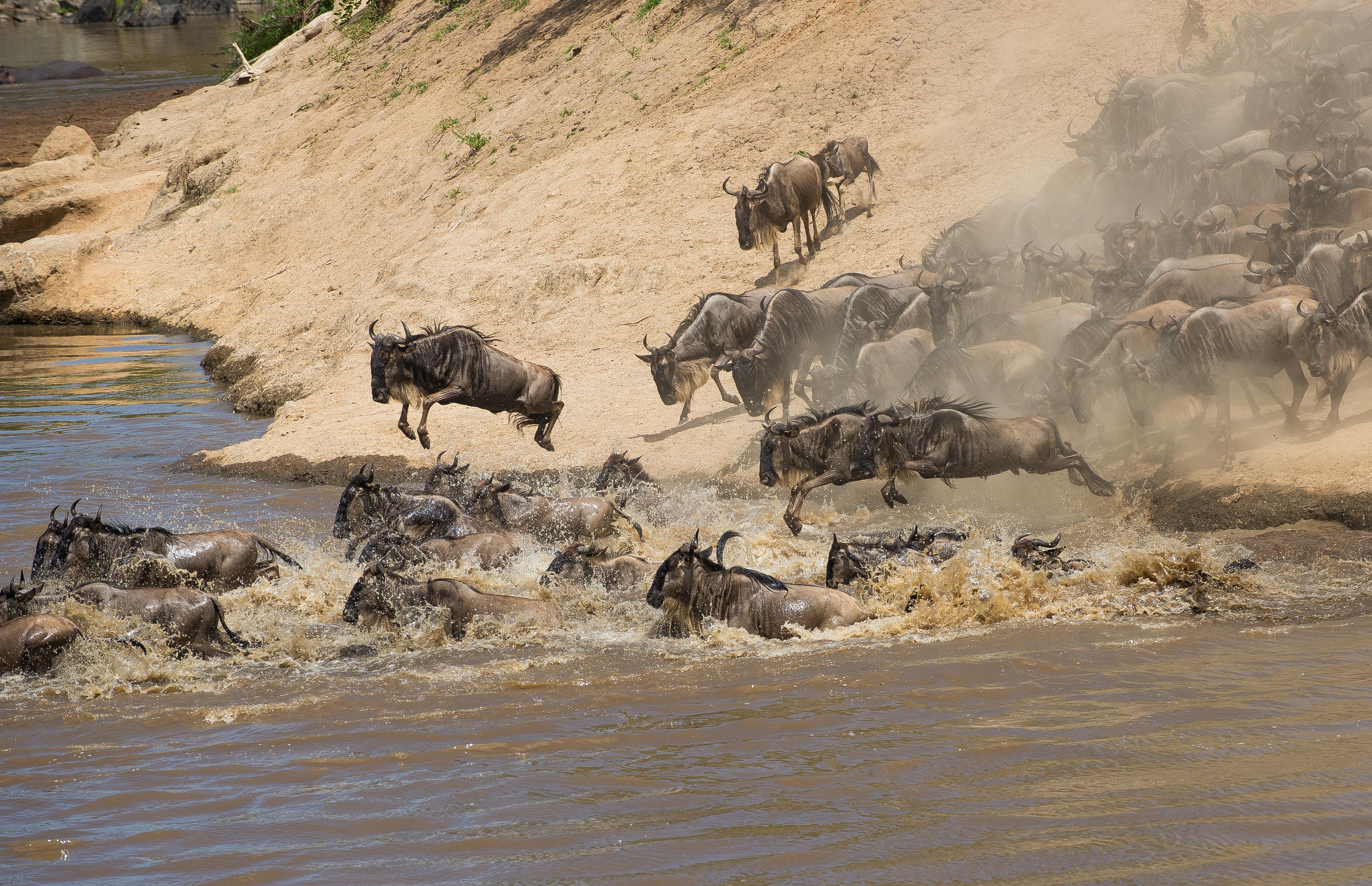 Gnoes springen in het water, Kenia