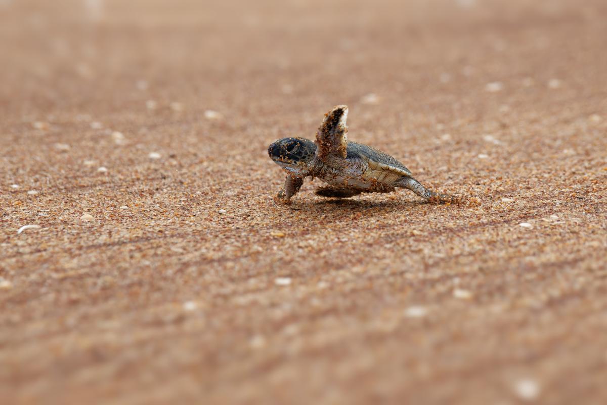 Baby zeeschildpad