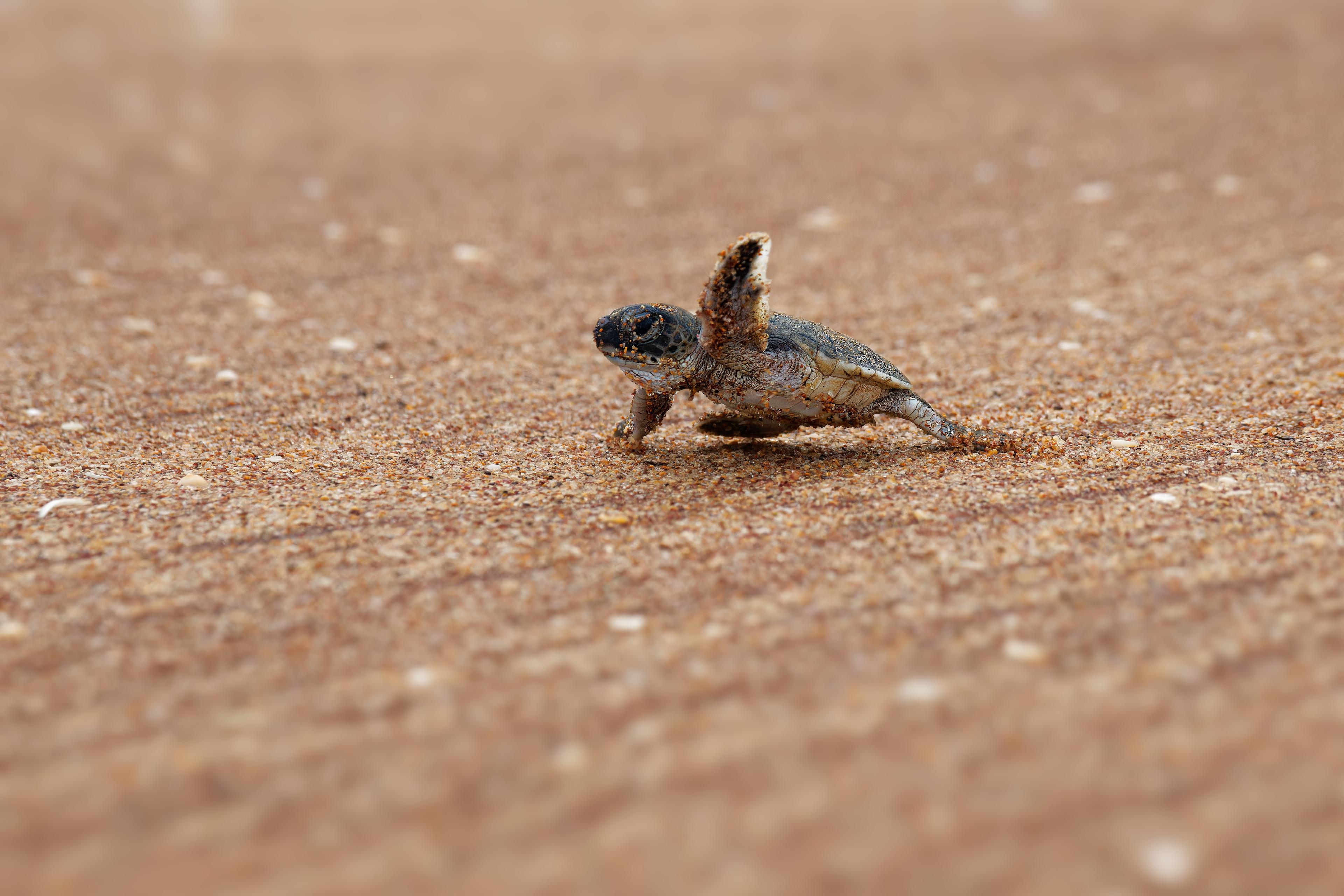 Baby zeeschildpad