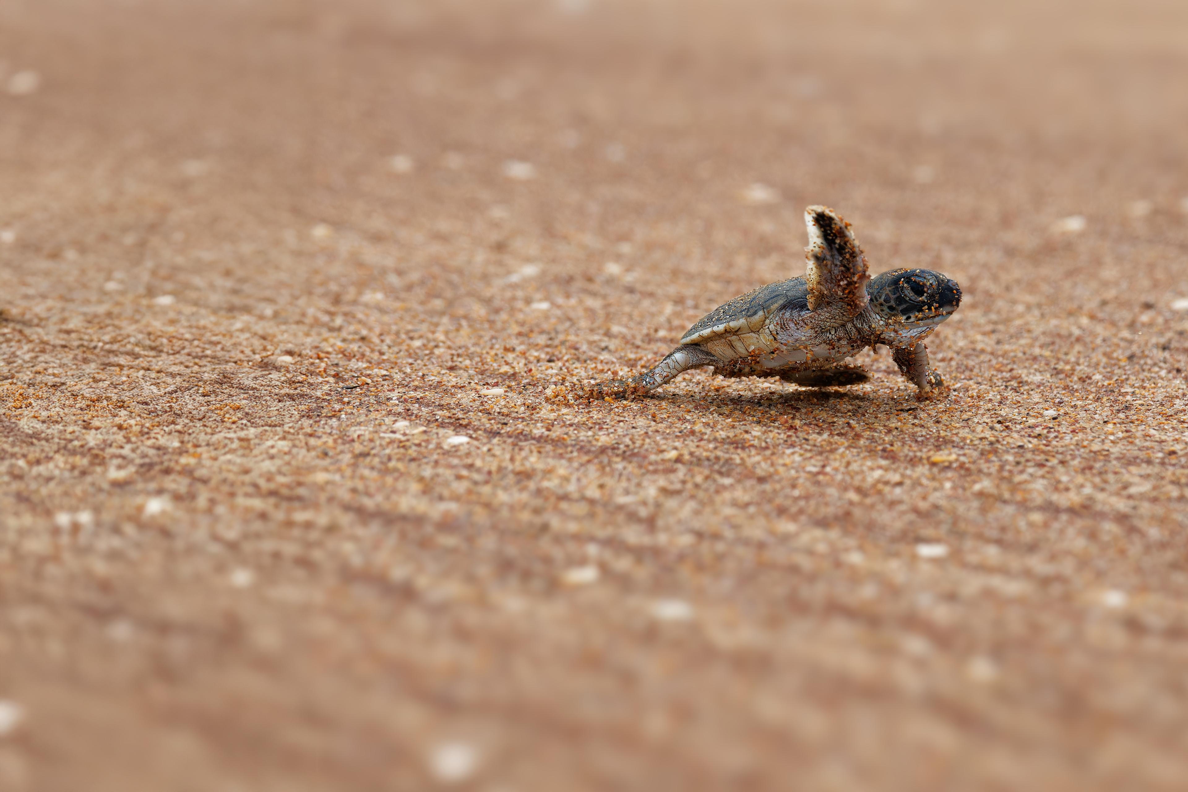 Baby zeeschildpad op het strand