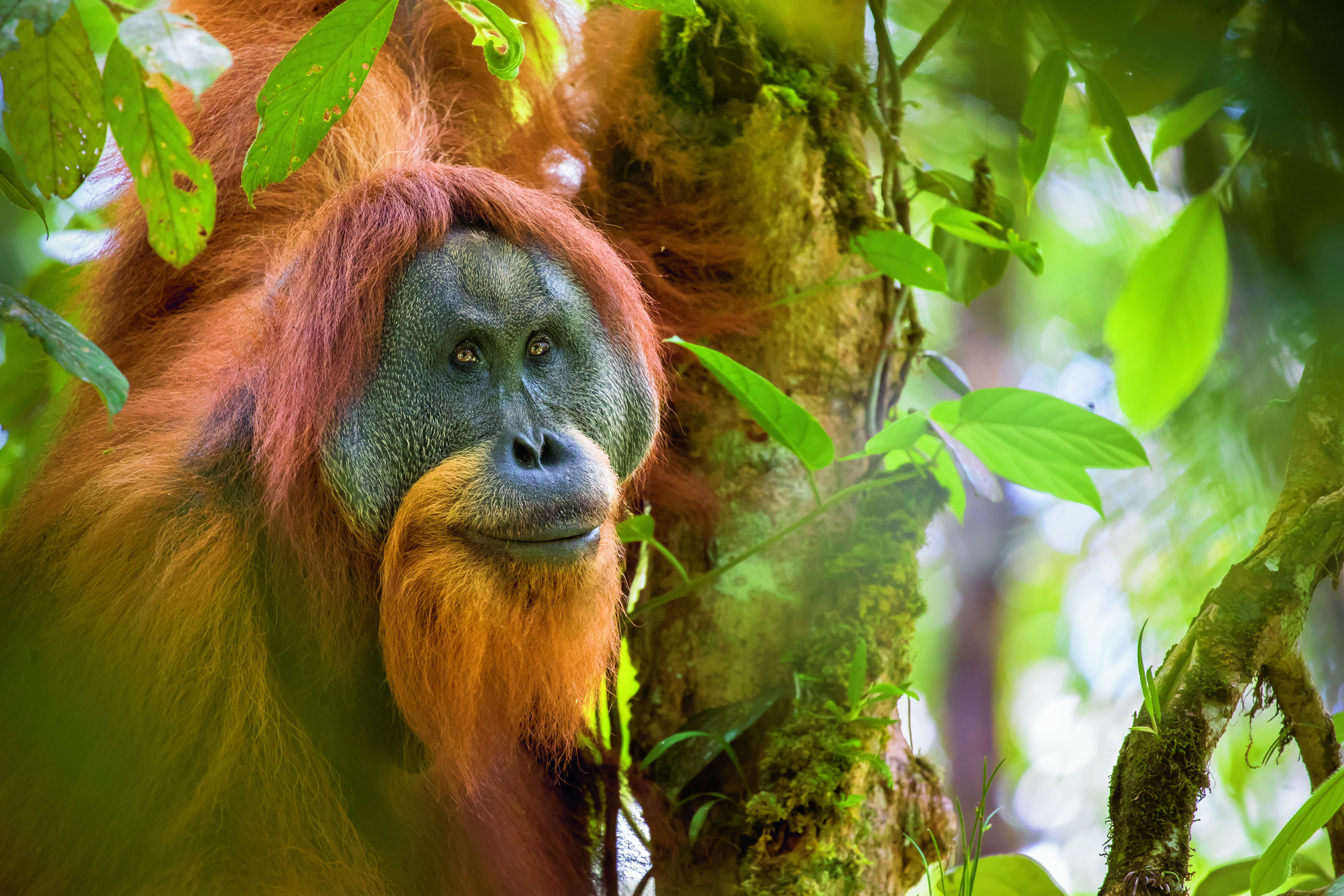 Tapanuli orang-oetan ww21050321