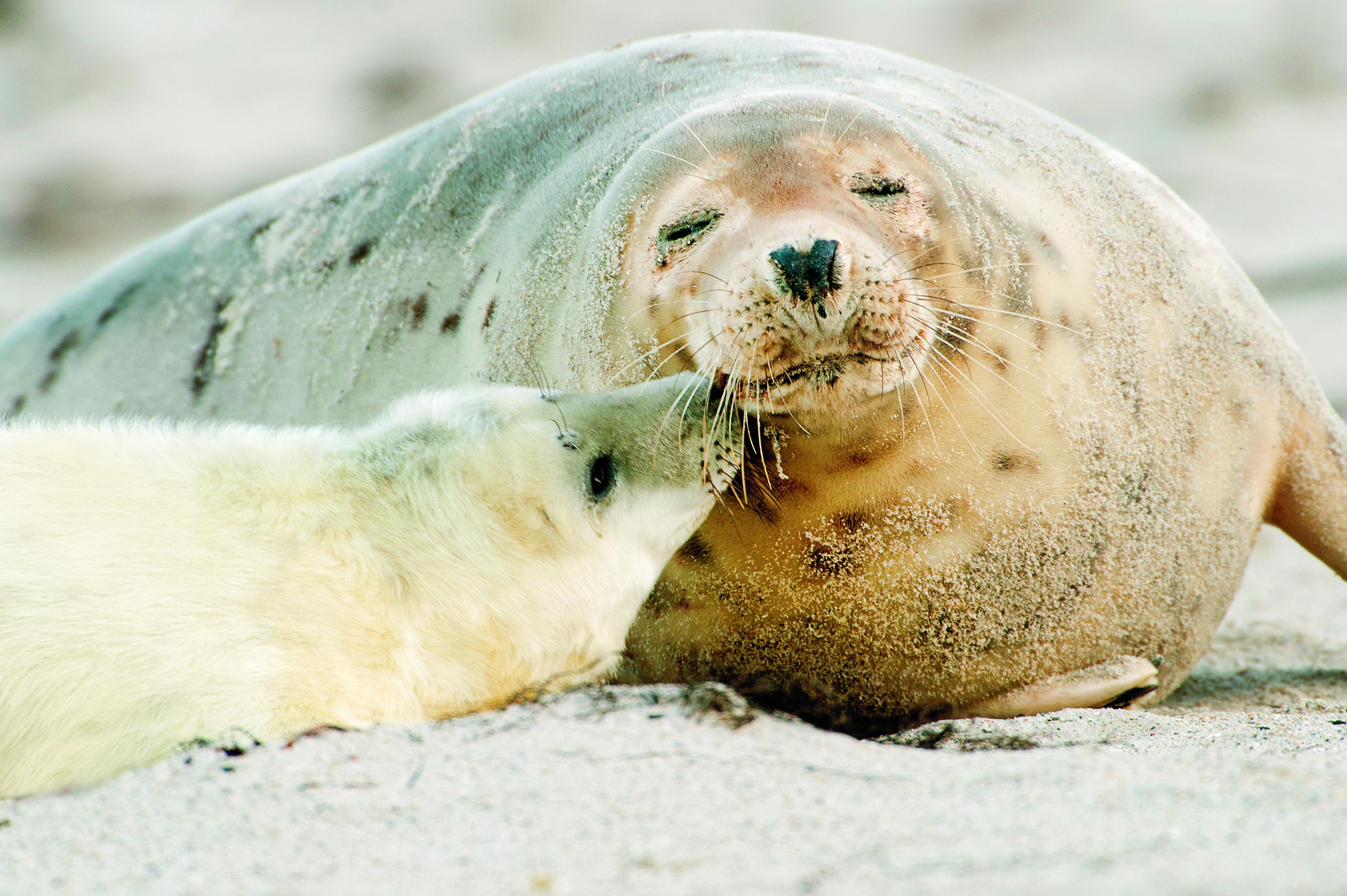 zeehond moeder met pup
