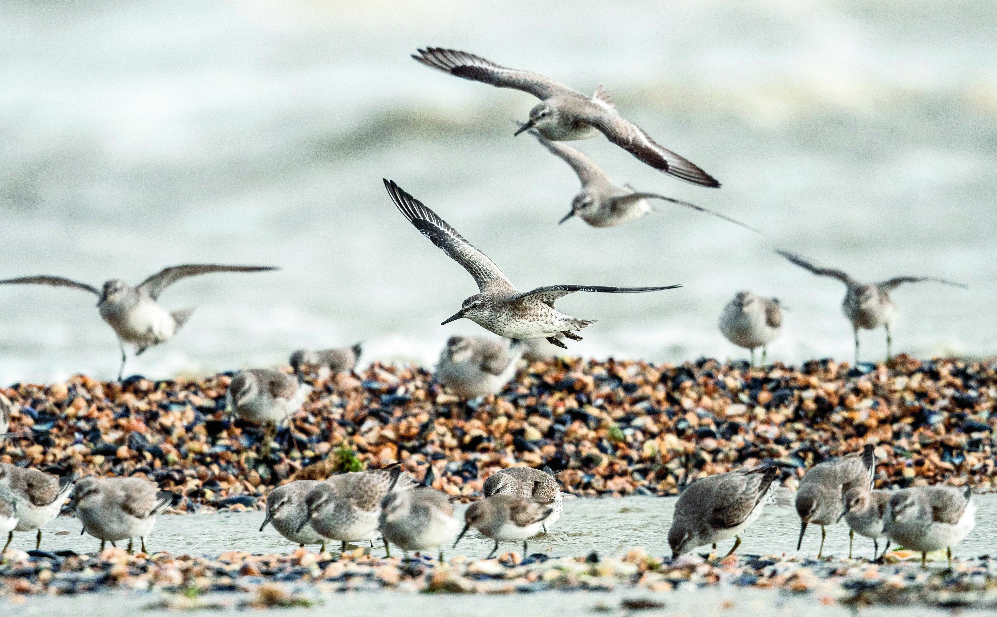 kanoeten vogels