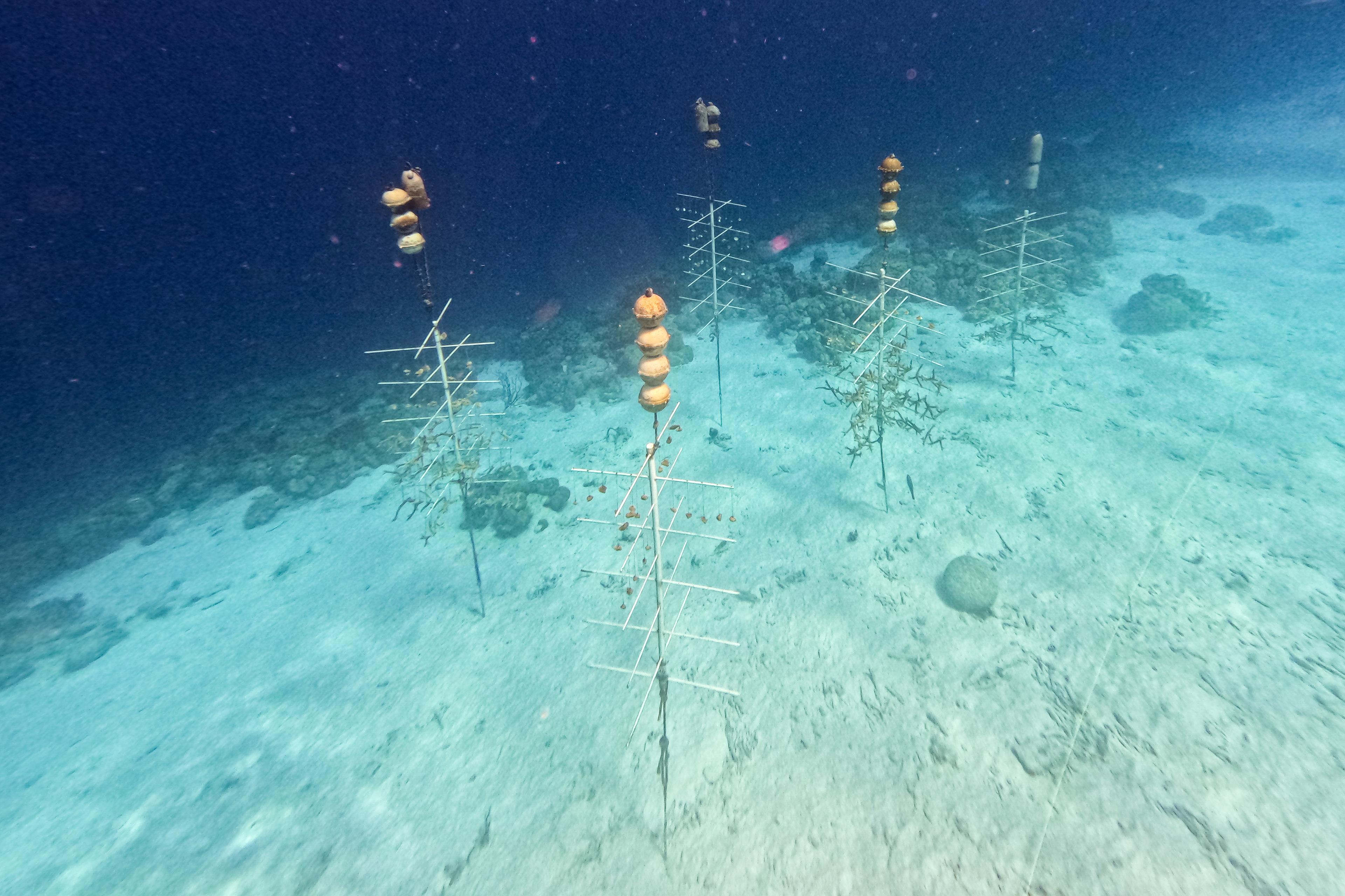 Nursery op Bonaire