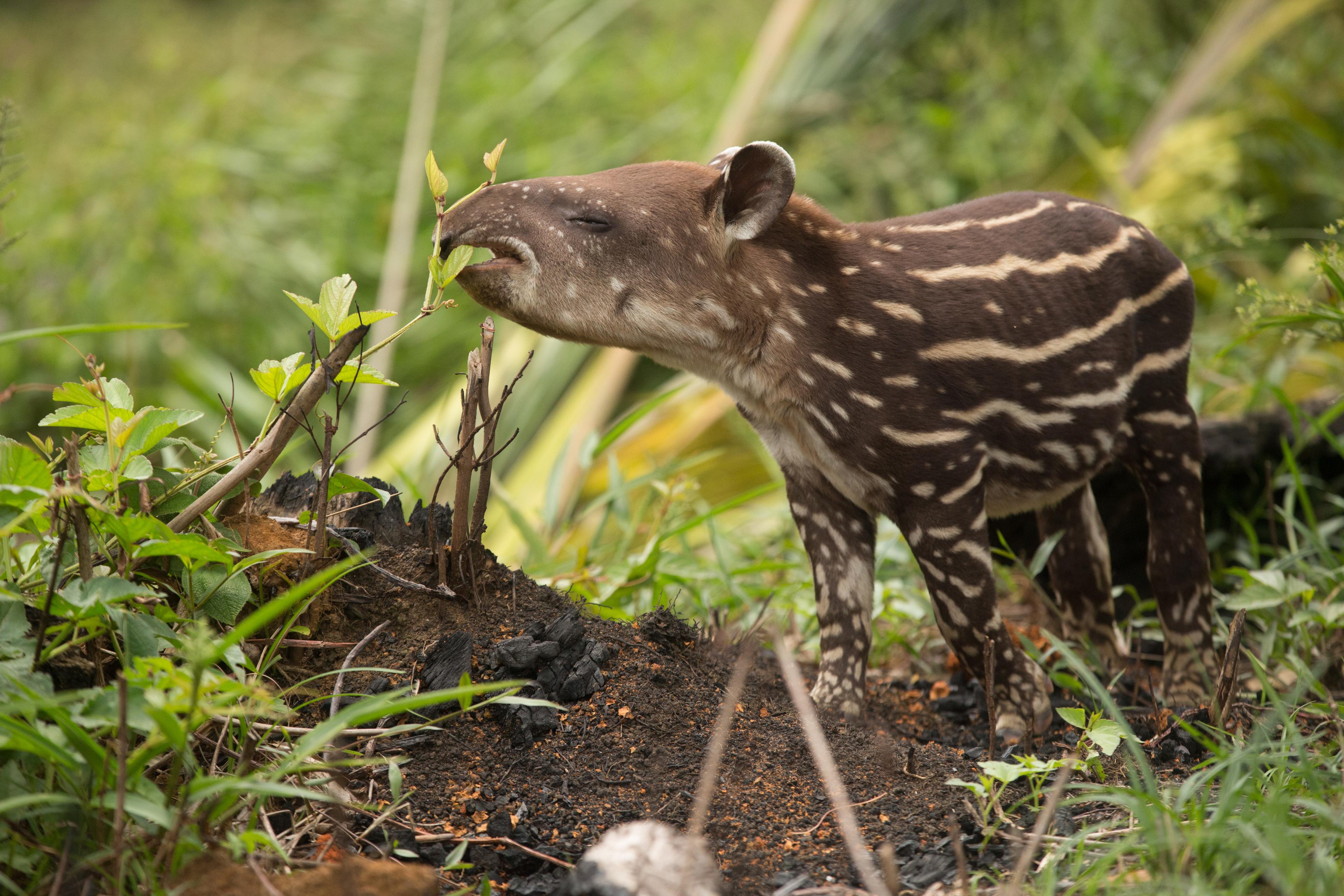 Jonge tapir in Colombia