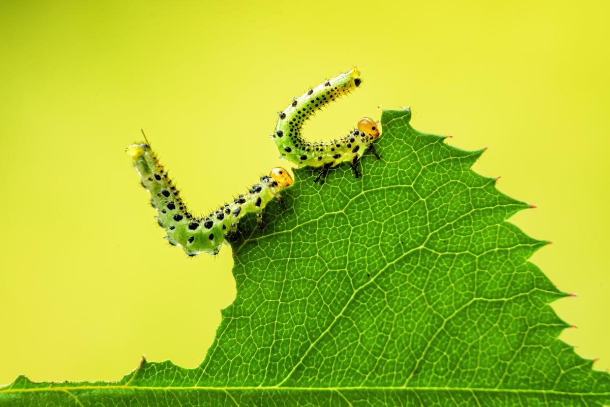 Twee bladwesplarven bij het wegwerken van een groen blaadje