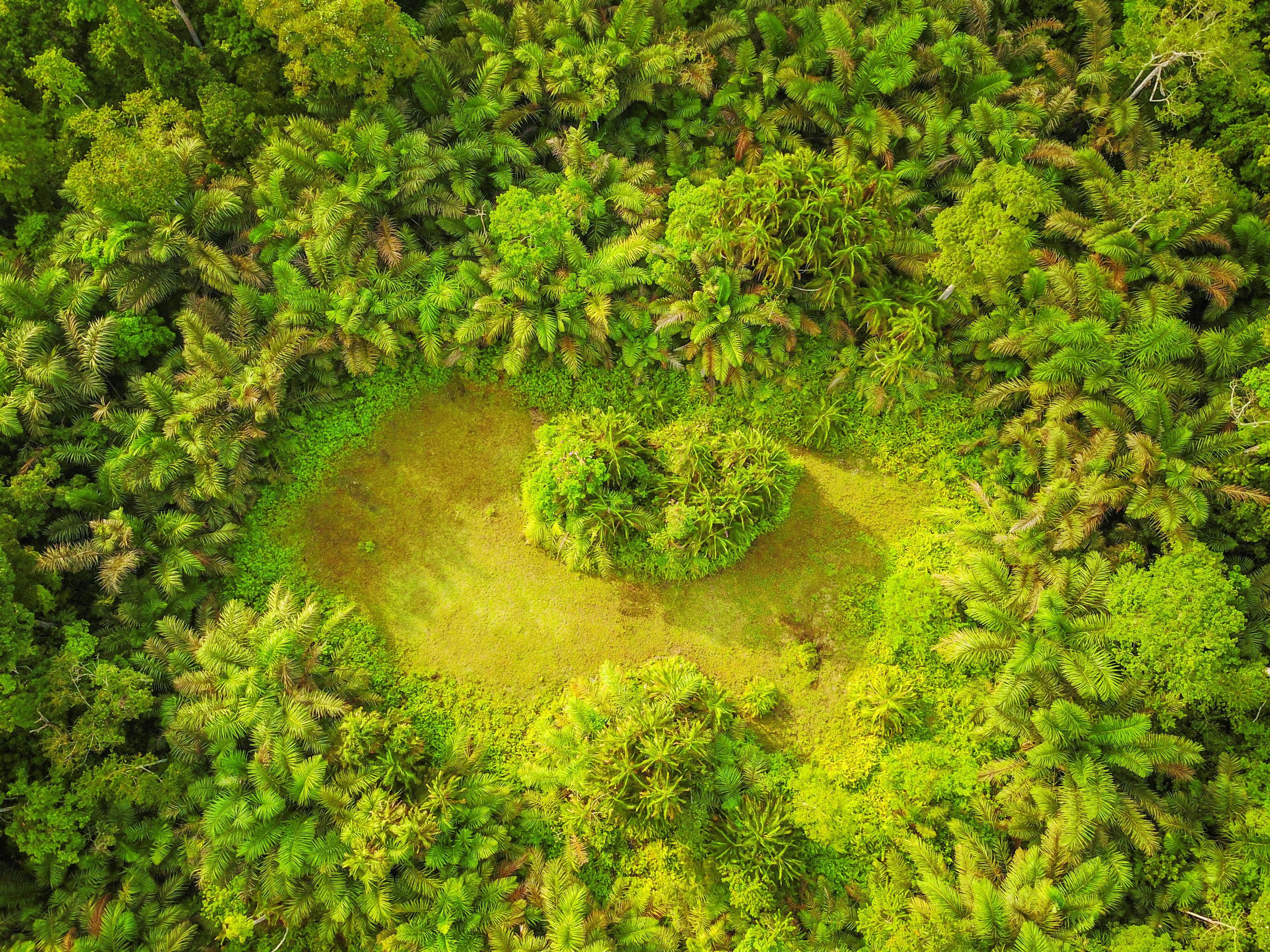 Open plaats in een groene jungle, bovenaanzicht