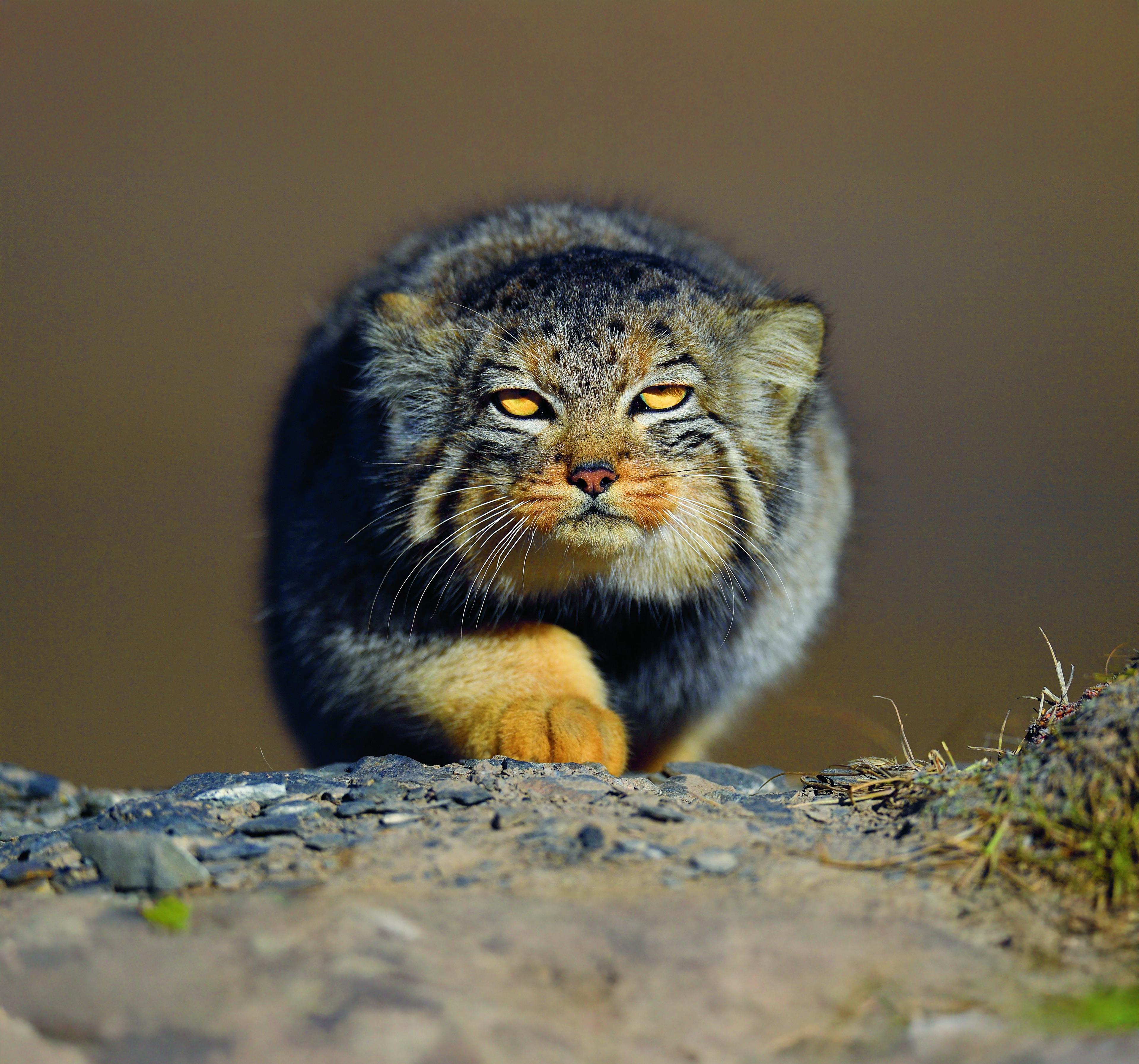 Manul