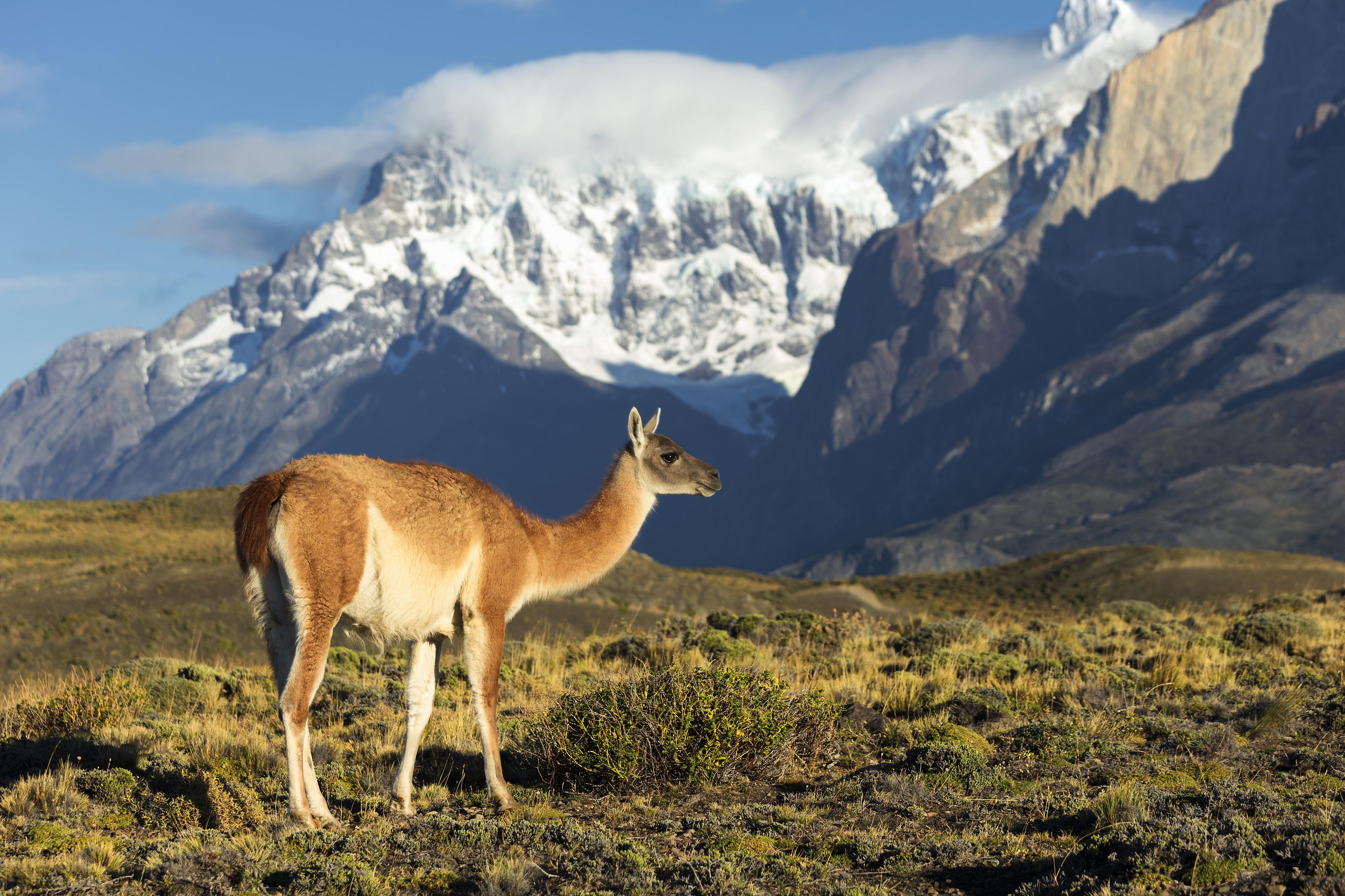 Guanaco staat op een heuvel bergen op de achtergrond