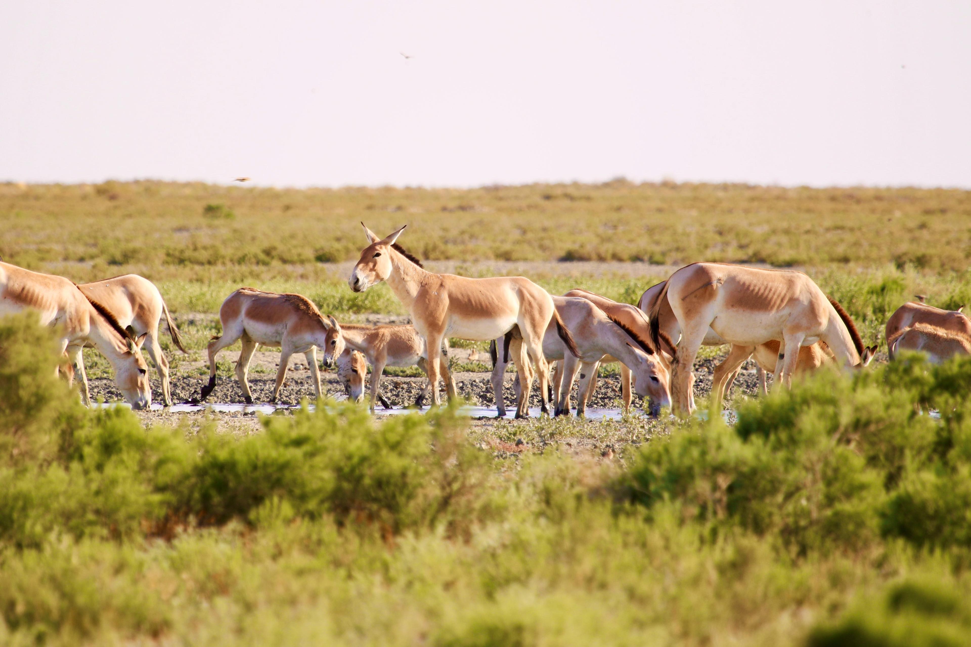Wildlife Ili Balkhas Reserve