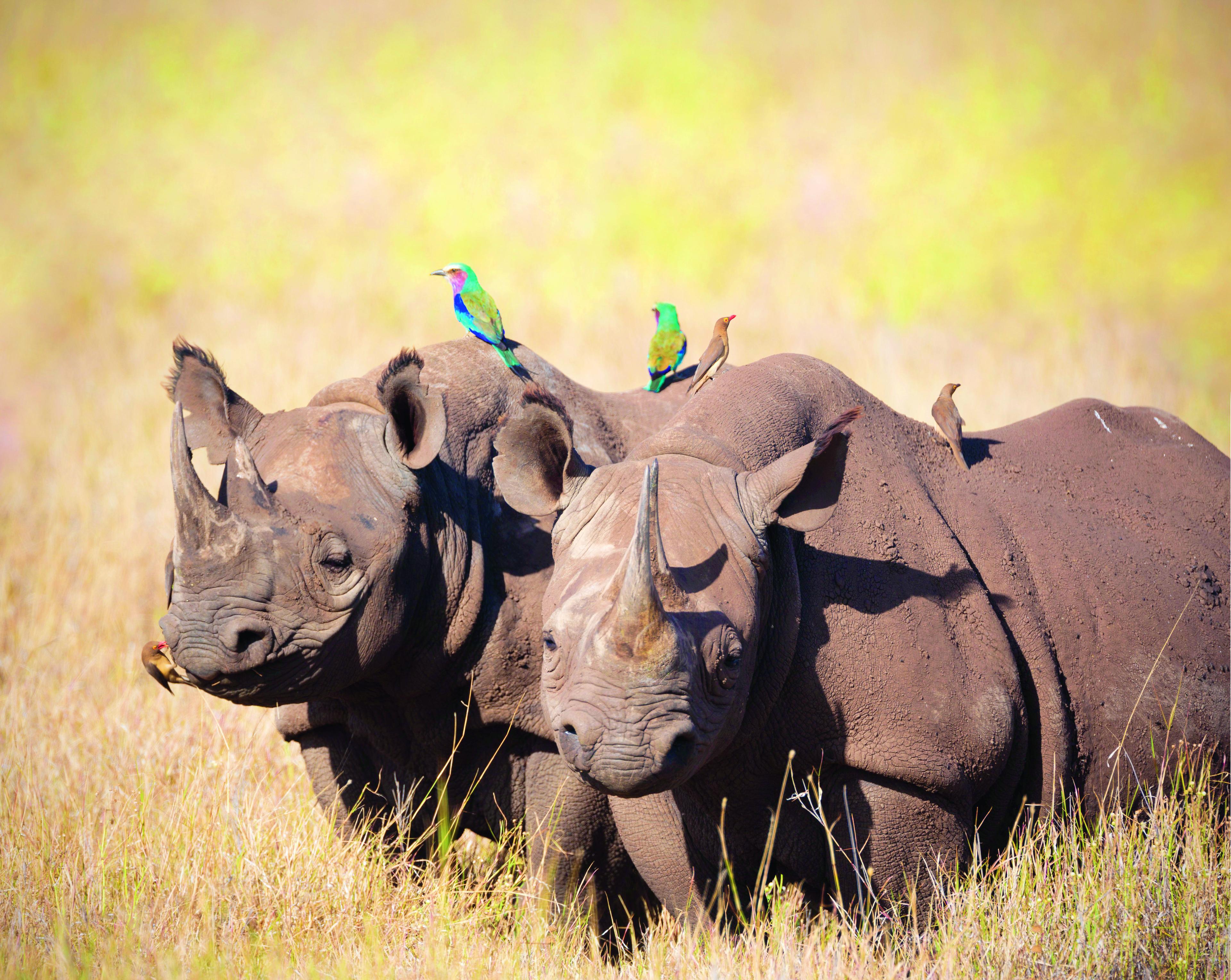 neushoorn