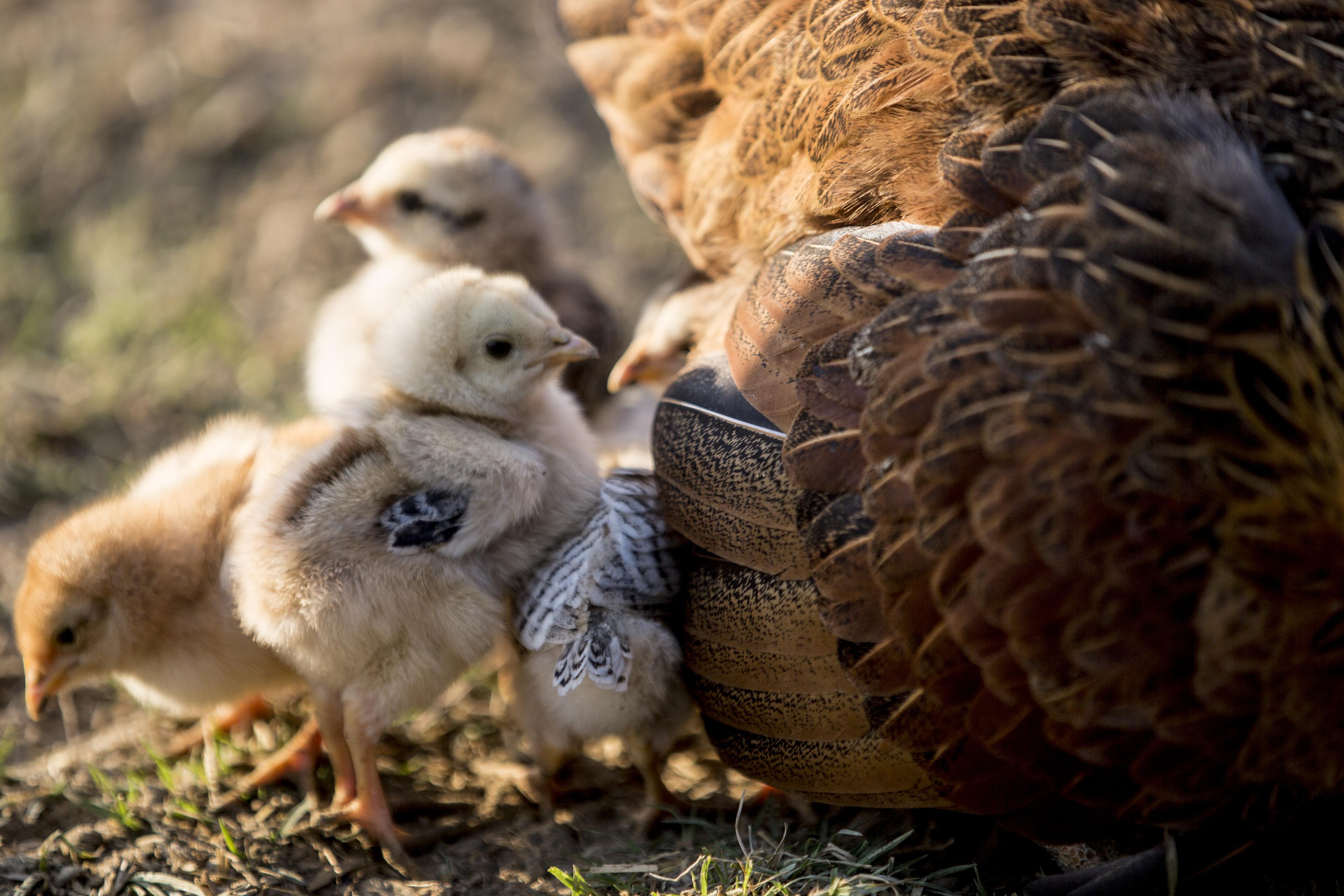 Kip met kuikens op een boerderij