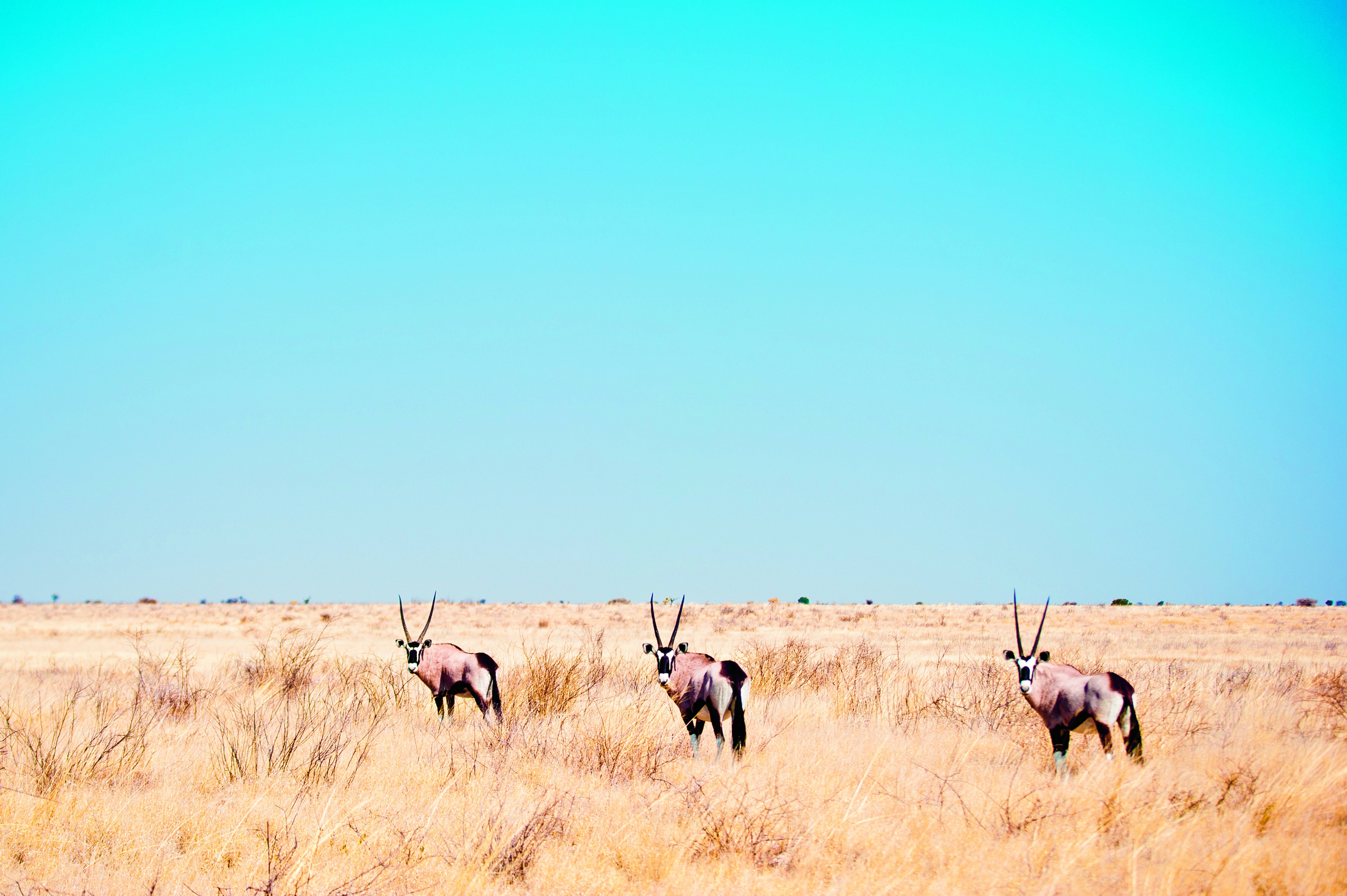Spiesbokken in de Kalahari-woestijn in Botswana