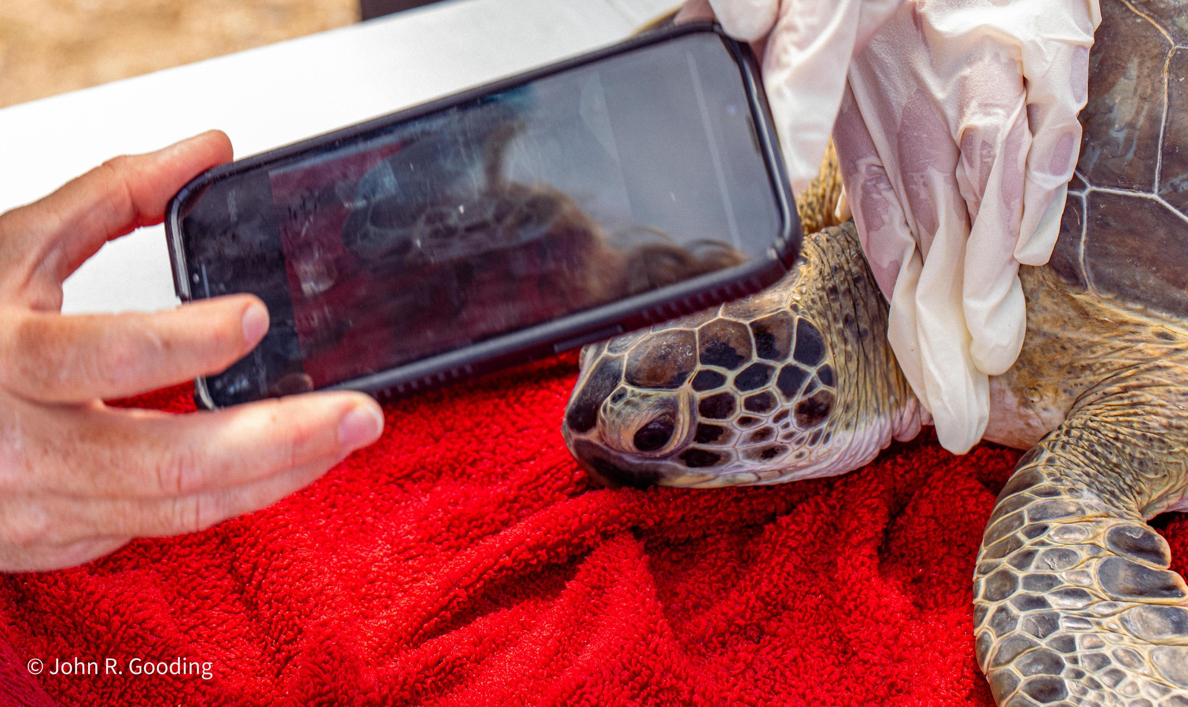 Zeeschildpad fotograferen