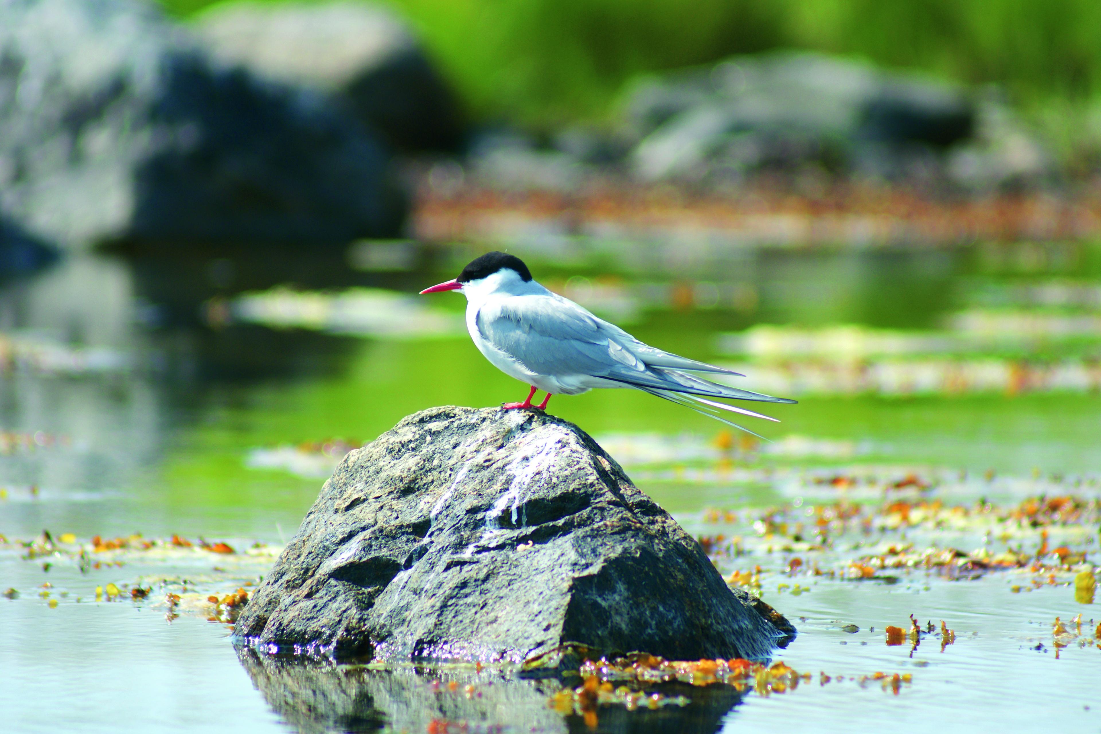 Noordse stern, vogel, staat op een rots