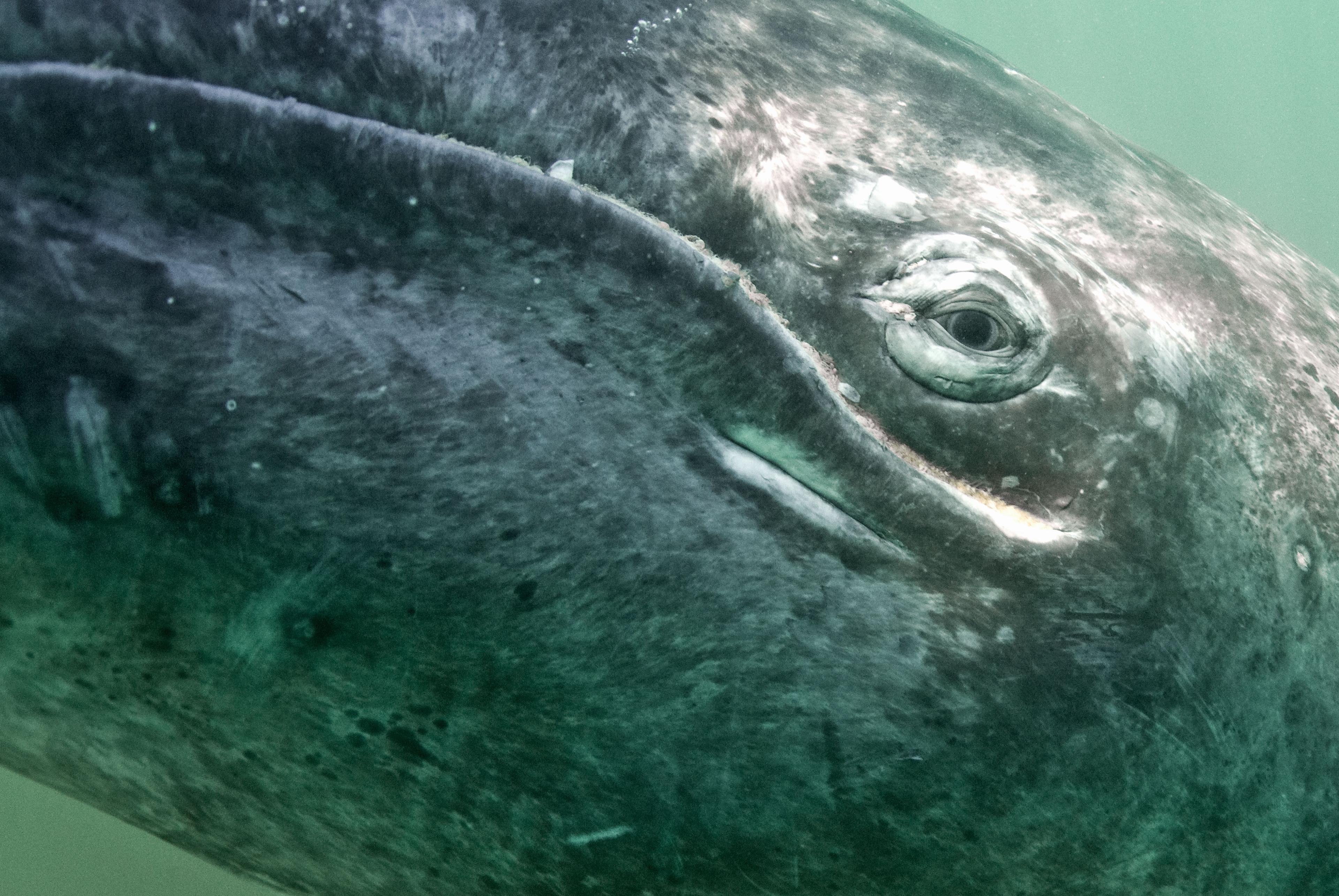 Close-up walvis oog
