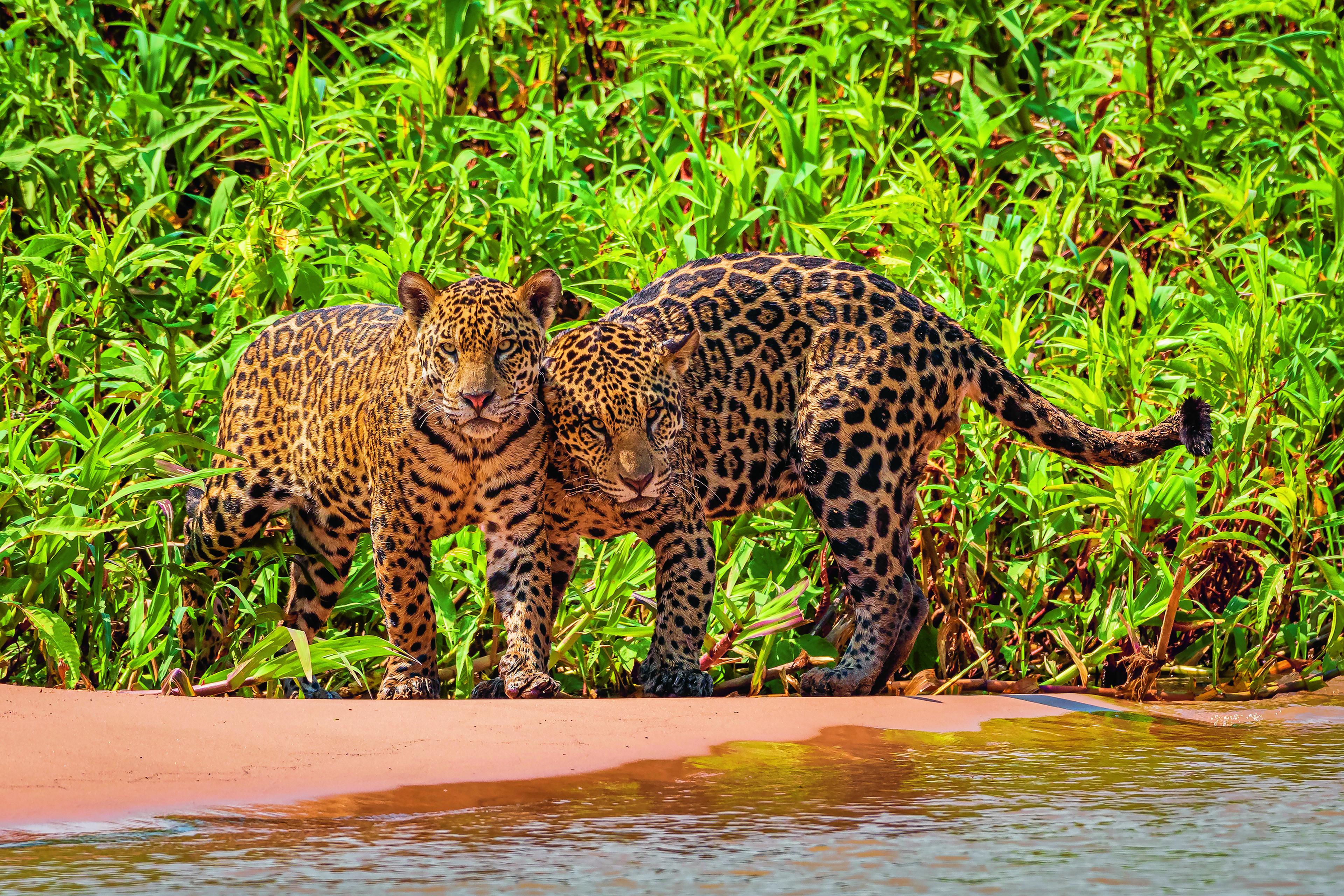 Jaguars