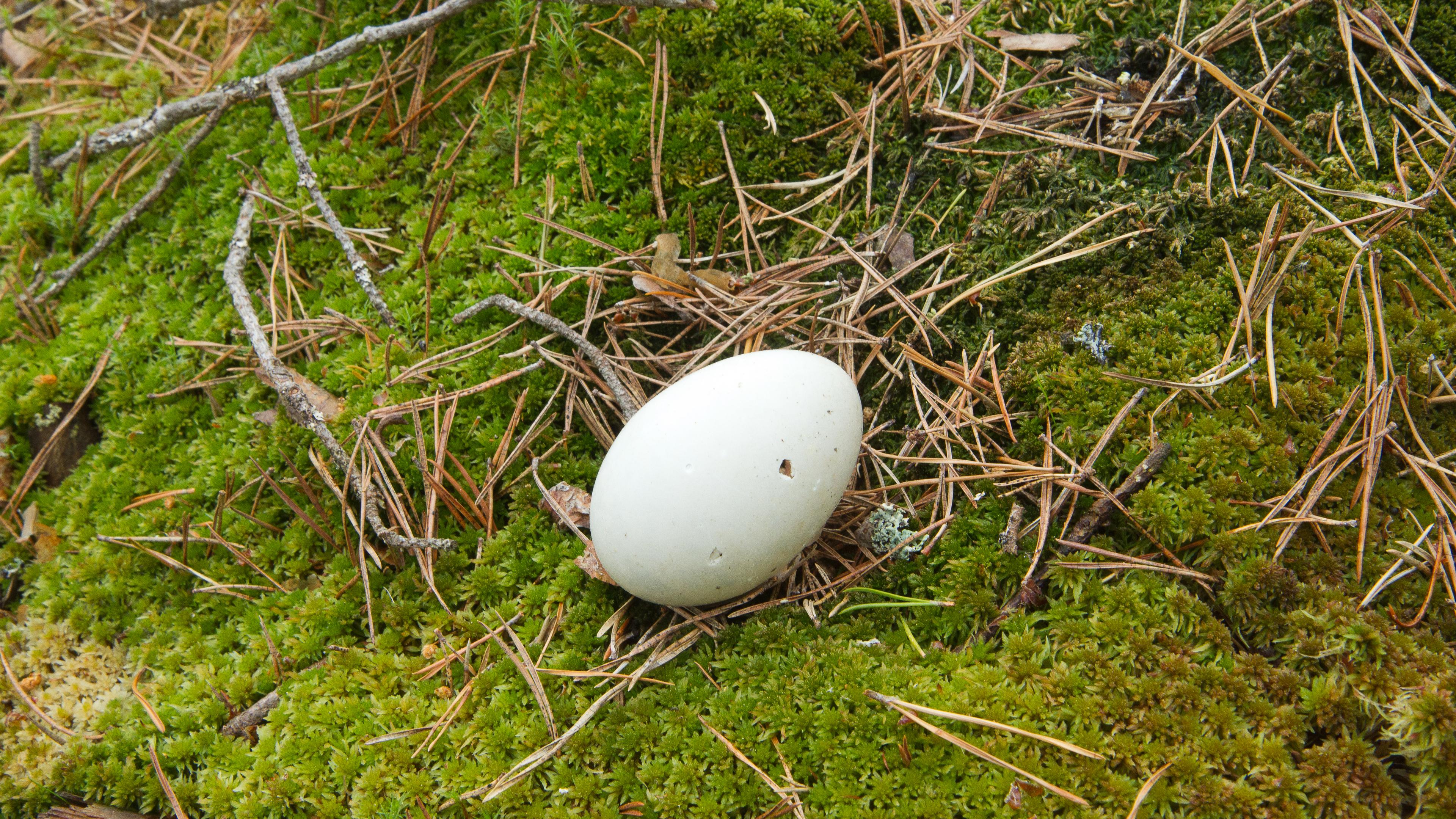 Een vogel ei in Zweden