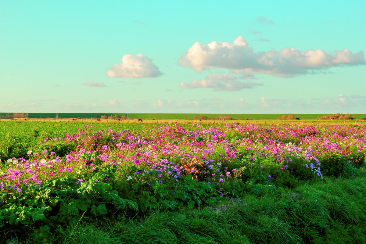 Landschap met bloemen