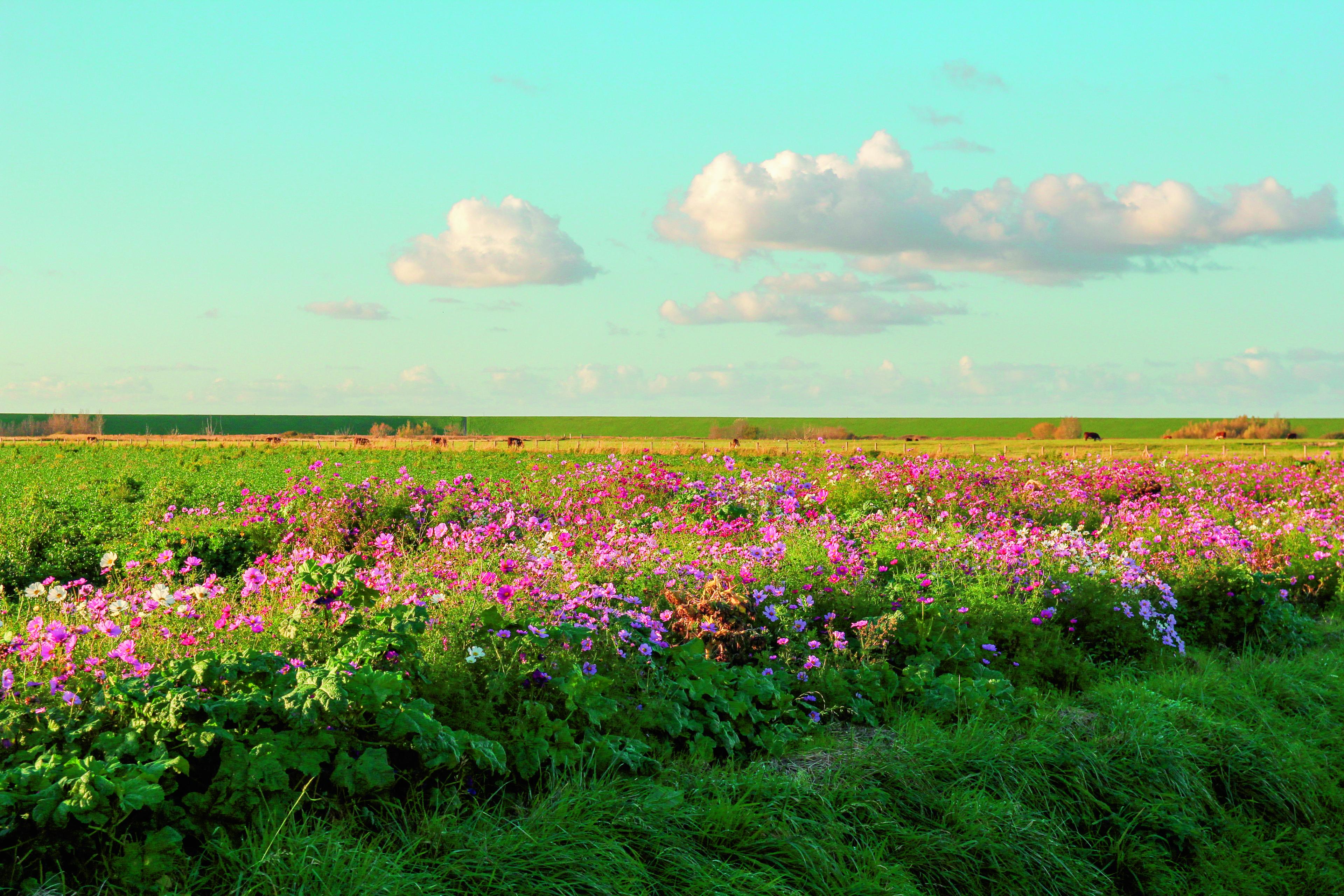 Landschap met bloemen