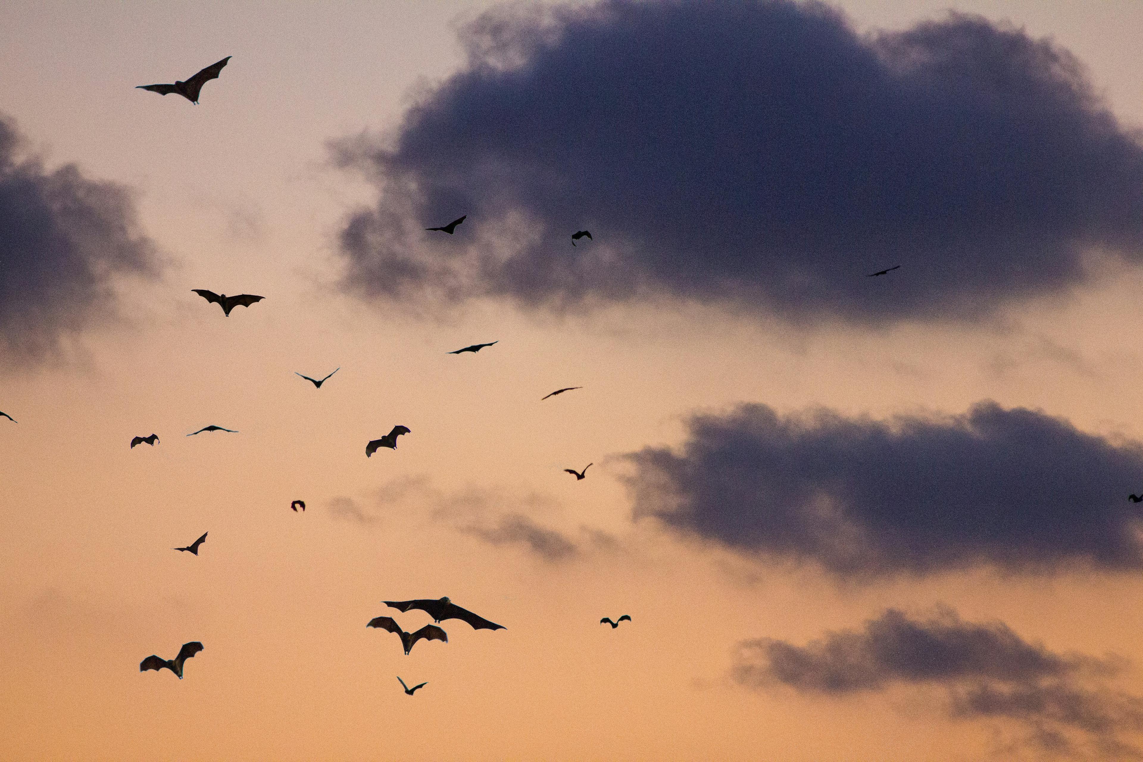 vleermuizen vliegen in oranje lucht
