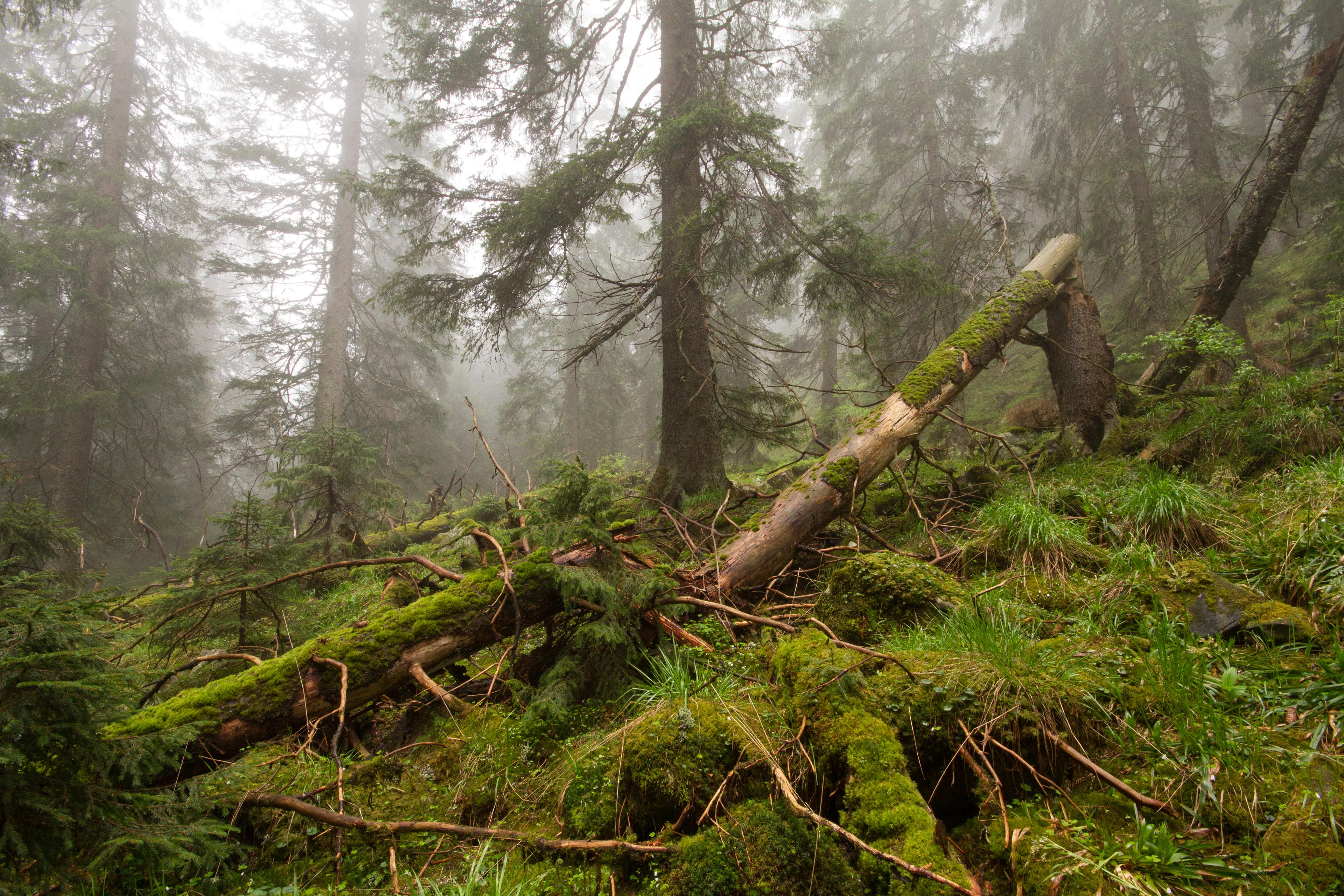 Oerbos in Oekraïne, Karpaten