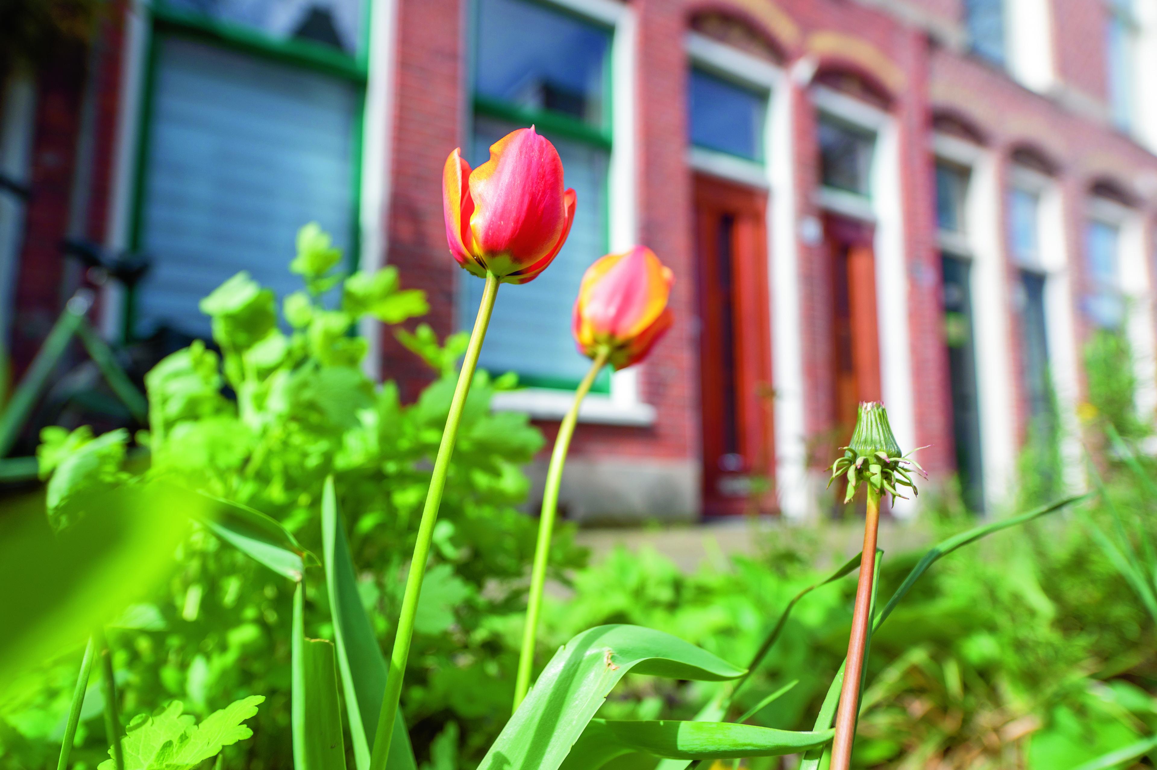 Meer groen? Zelf doen!