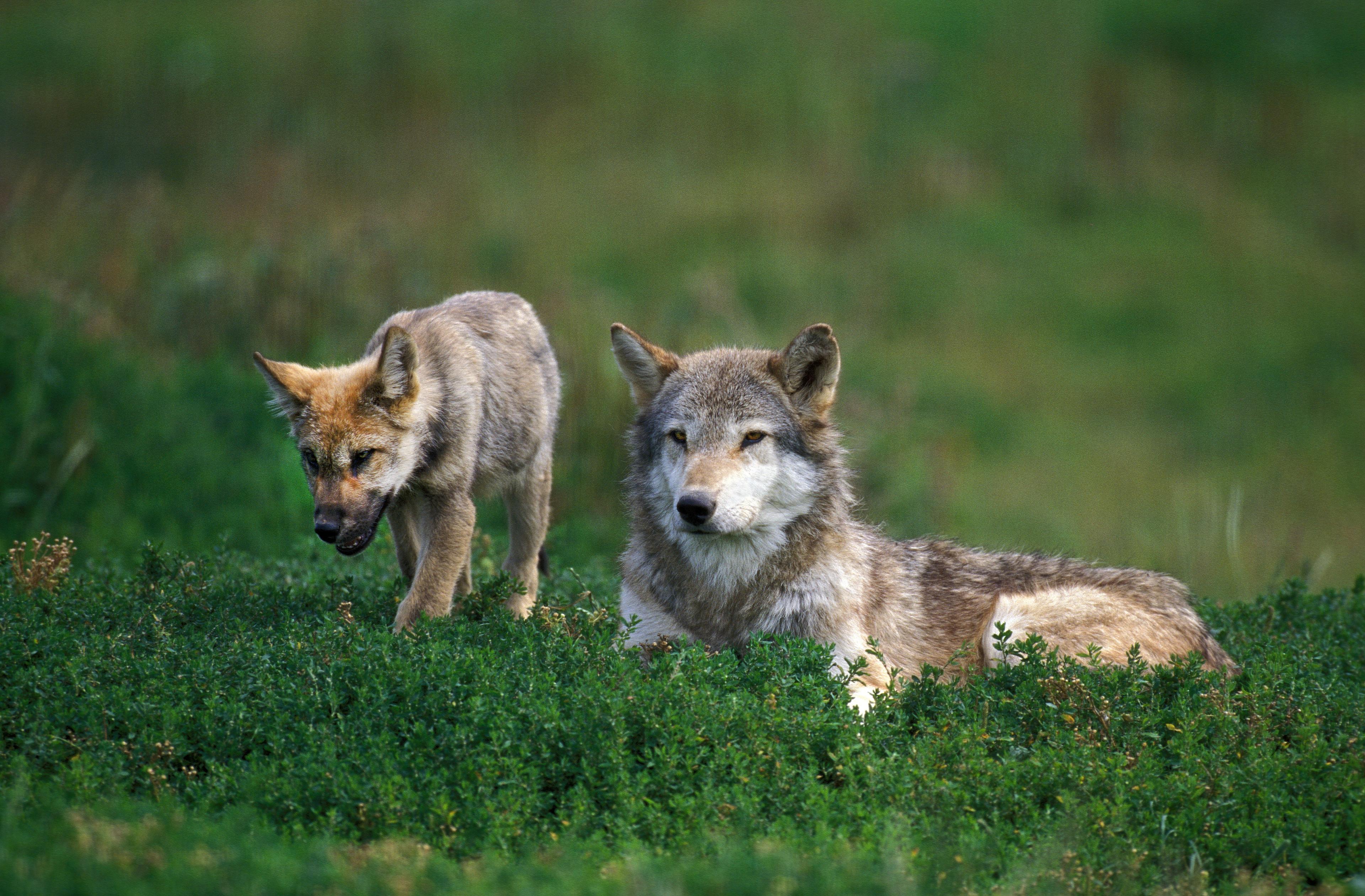 Europese wolf met welp