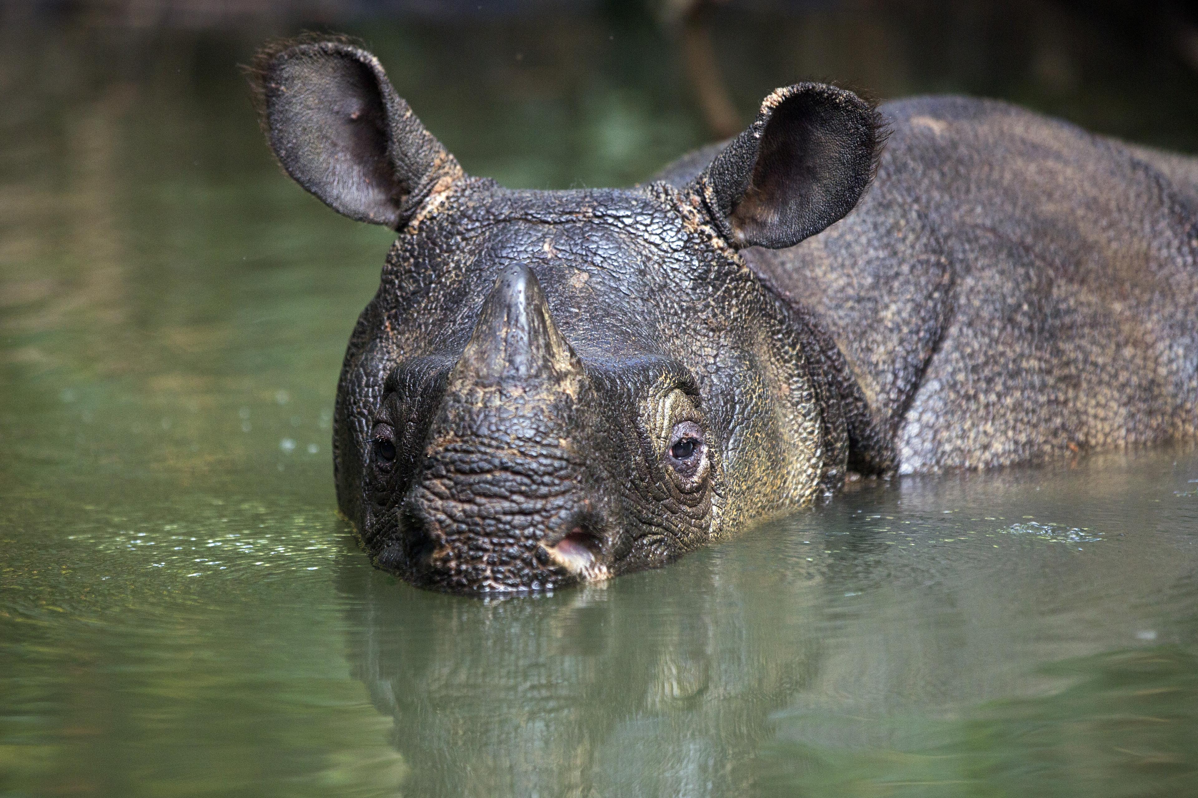 Javaanse neushoorn in het water