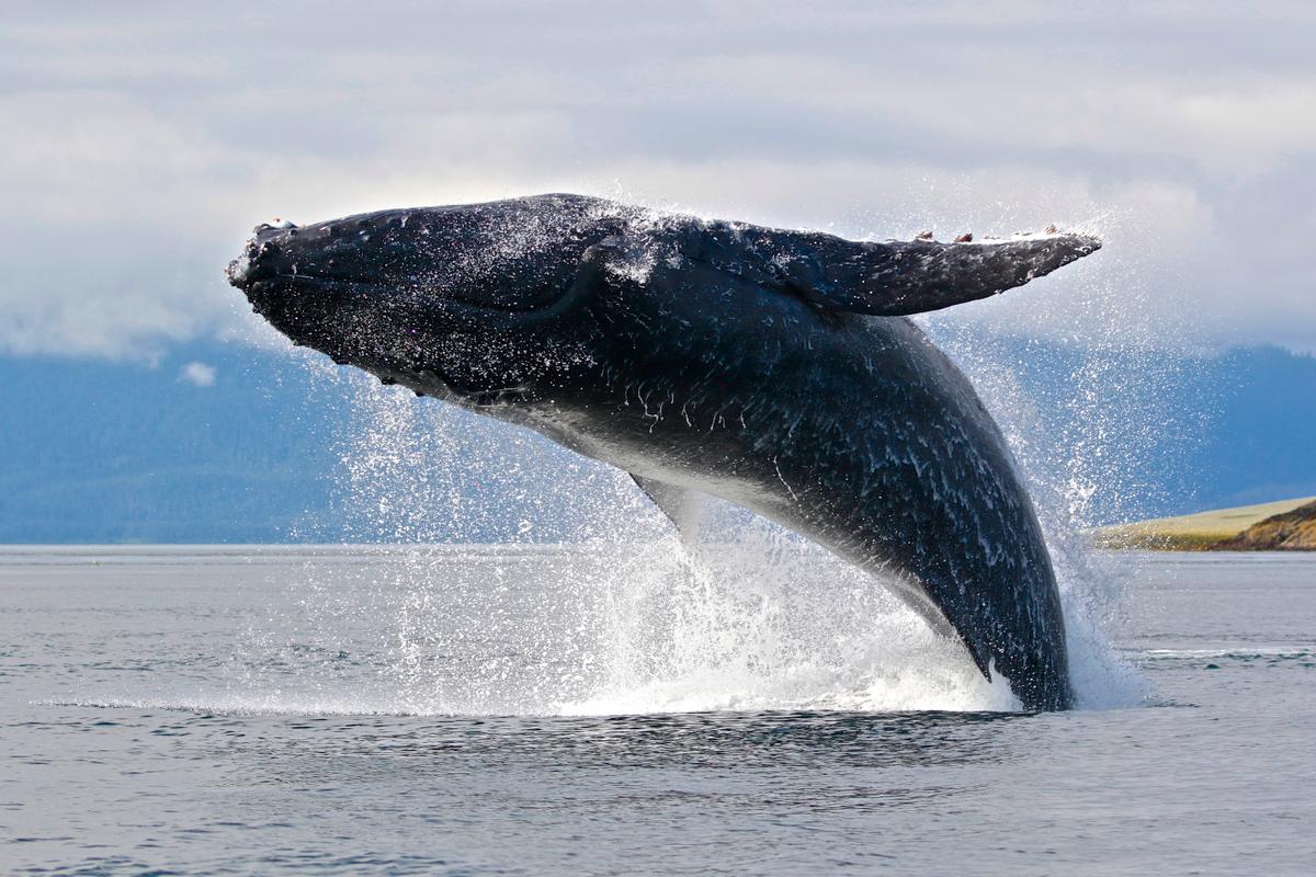 Bultrug walvis springt uit het water