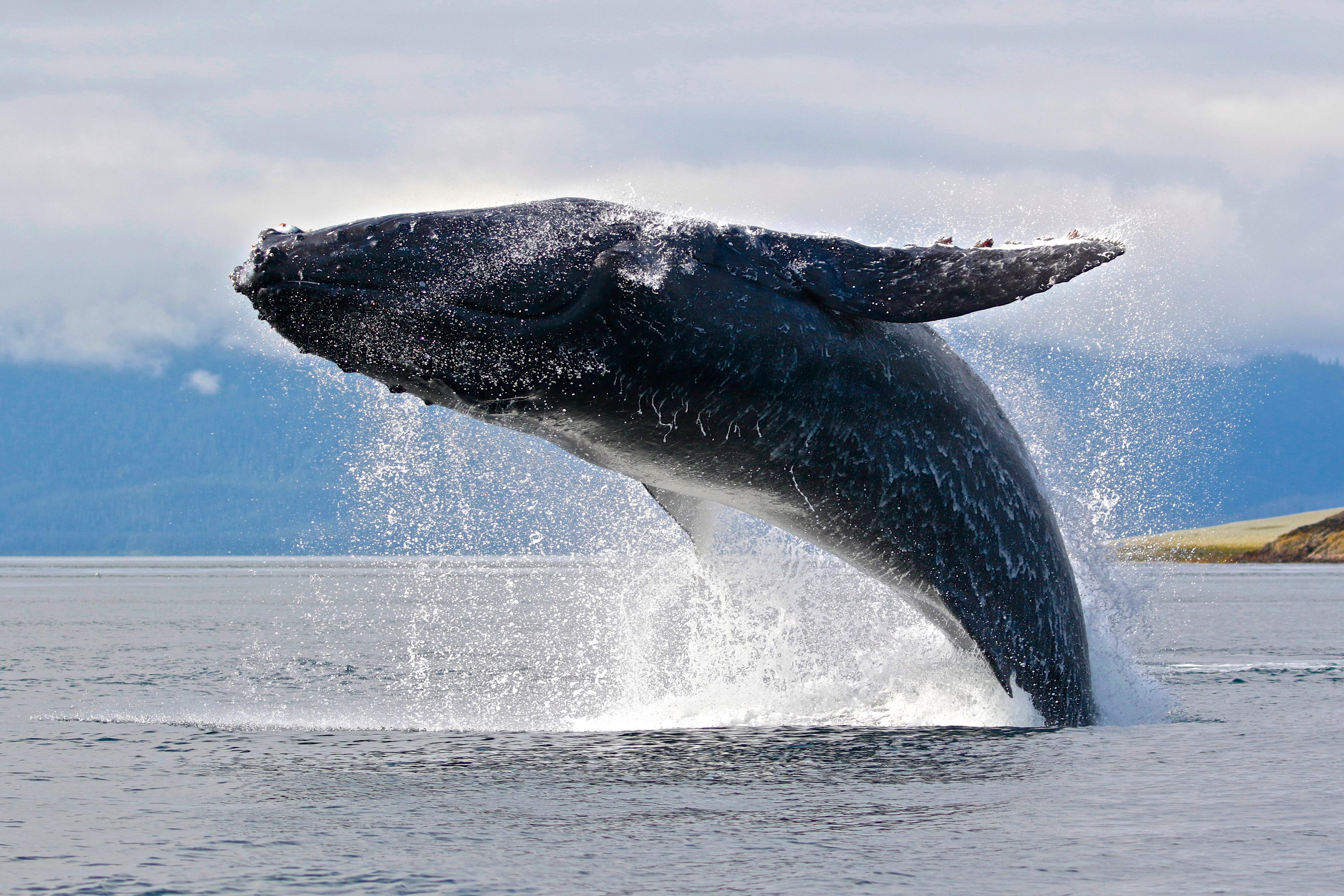 Bultrug walvis springt uit het water